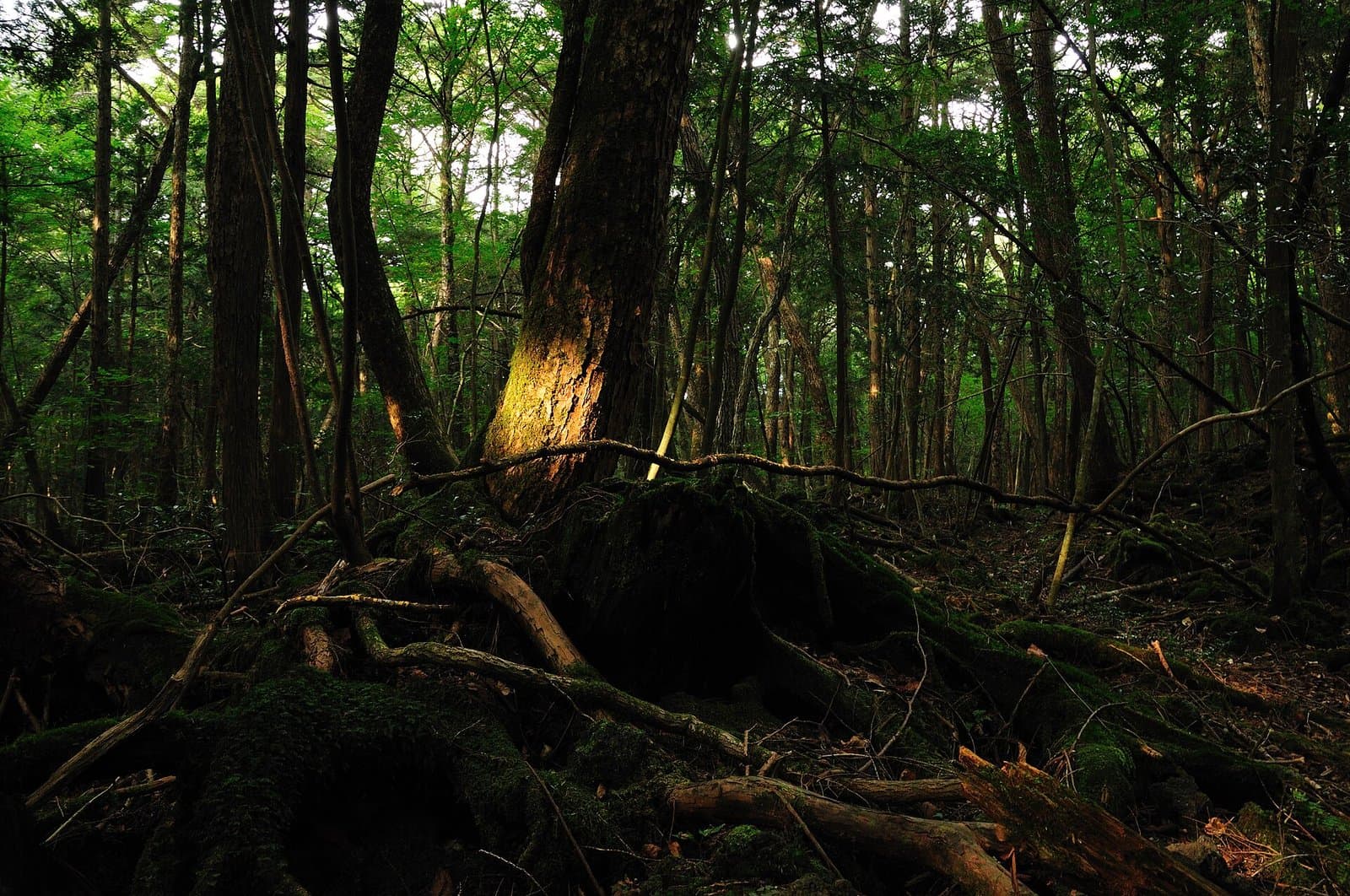 Tall trees in a dim forest, their roots spreading over moss-covered lava