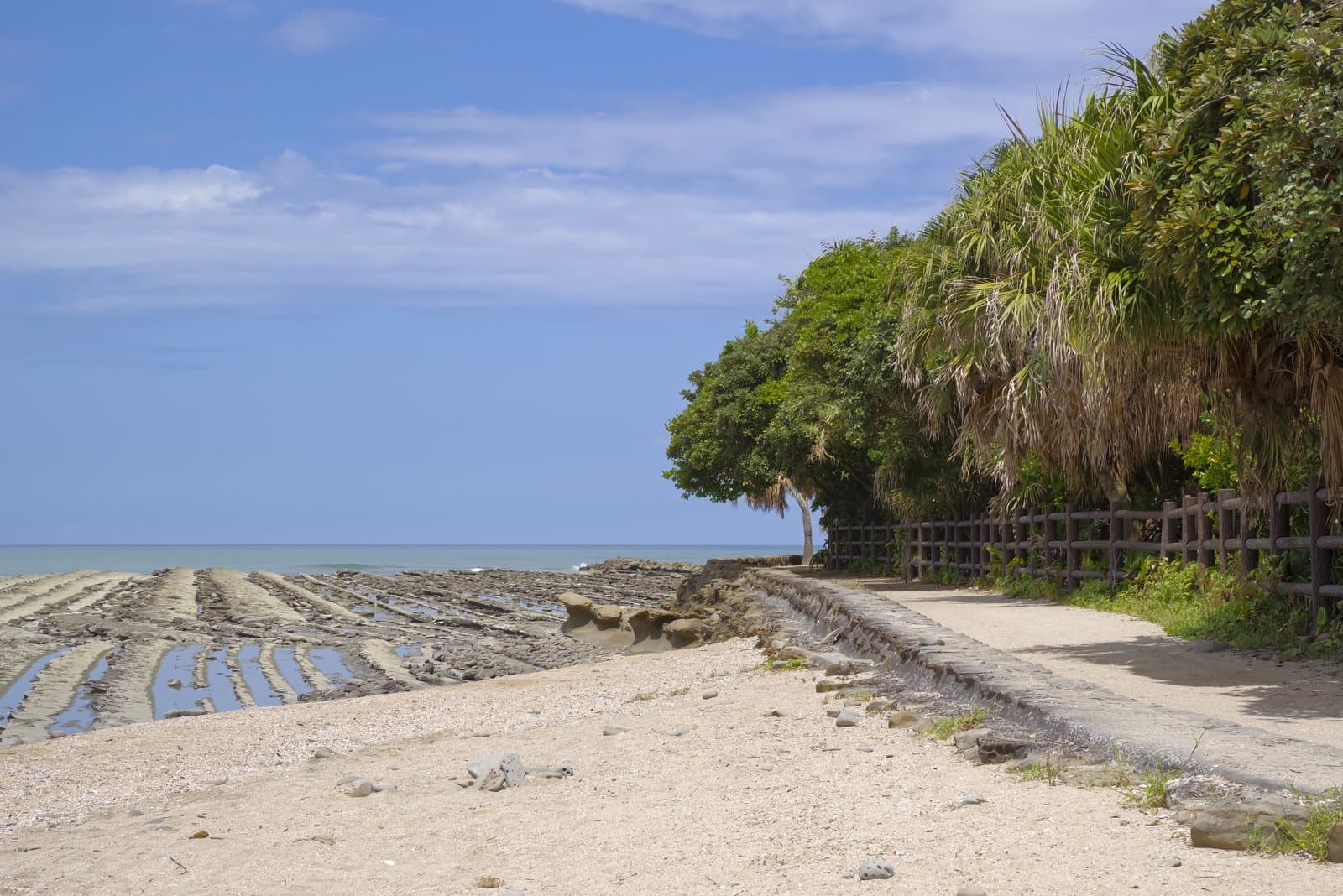 Ridged wave-like rock shelves along the shore beside a path lined with palms