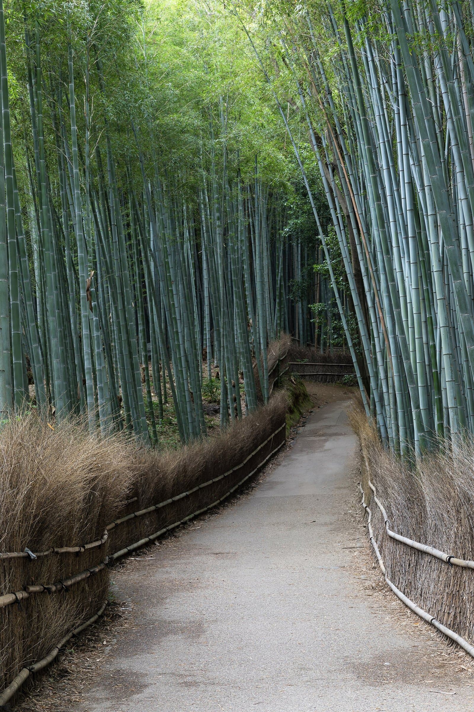 A narrow path curving between tall green bamboo, lined with brushwood fences