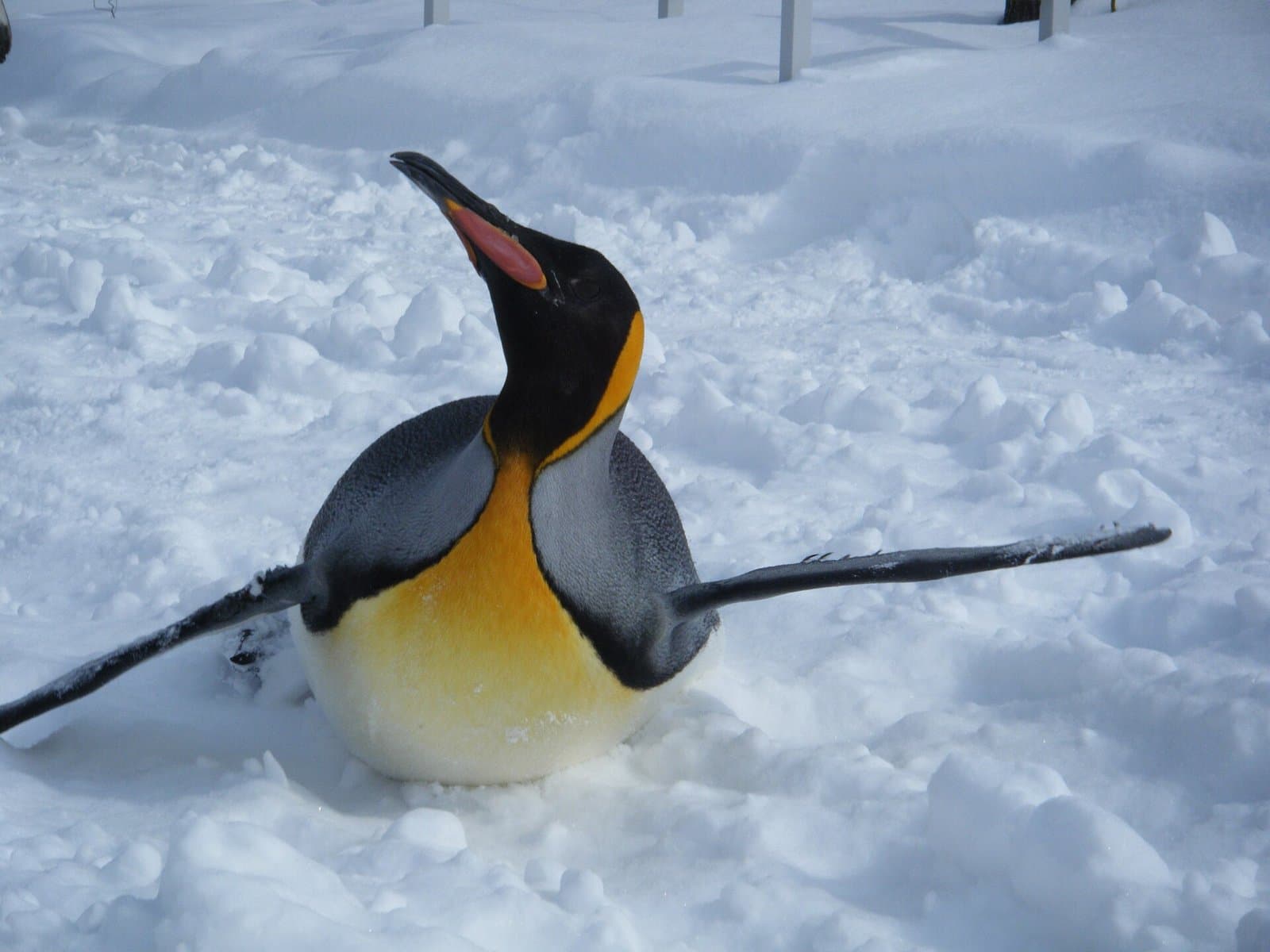 A king penguin on the snow with its flippers spread