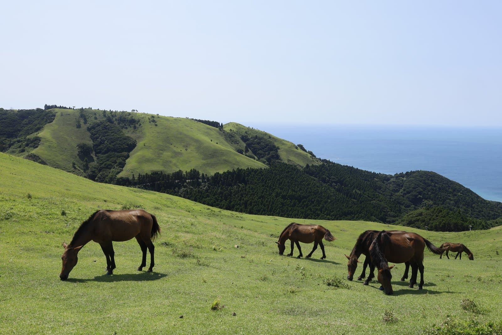 Brown horses grazing on a green hillside above the sea