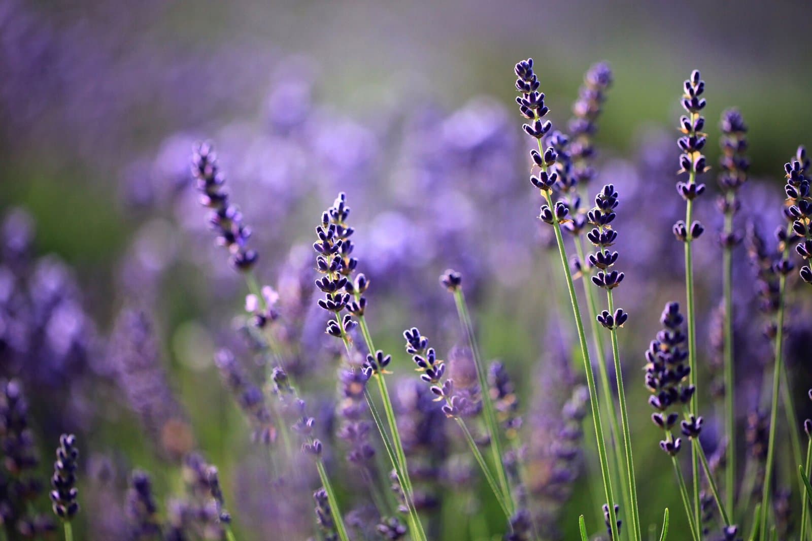 Close-up of lavender flowers with a blurred purple field behind