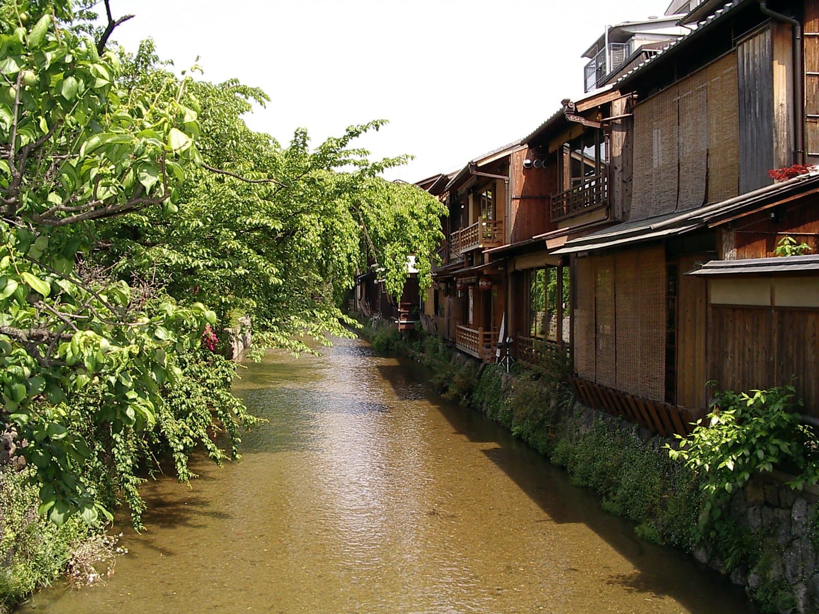 新緑の木々と木造の茶屋の建物の間を流れる白川