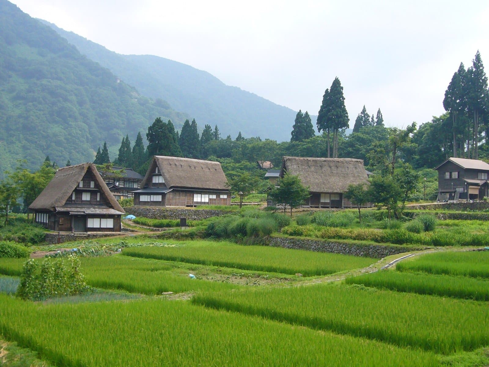 山あいの緑の田んぼの間に建つ茅葺きの合掌造りの家