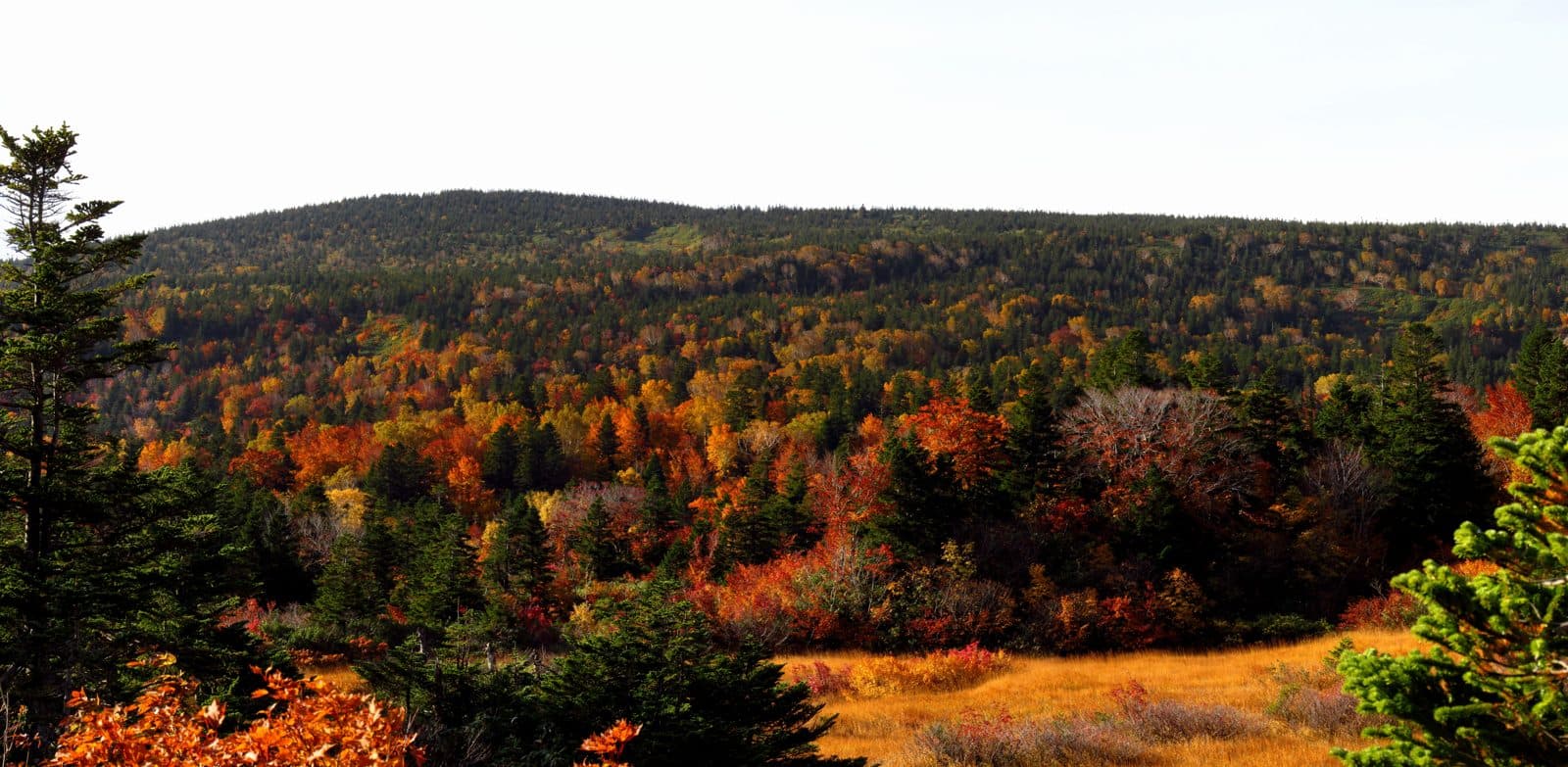 Autumn-coloured forest on the Hakkoda mountains, with conifers in front
