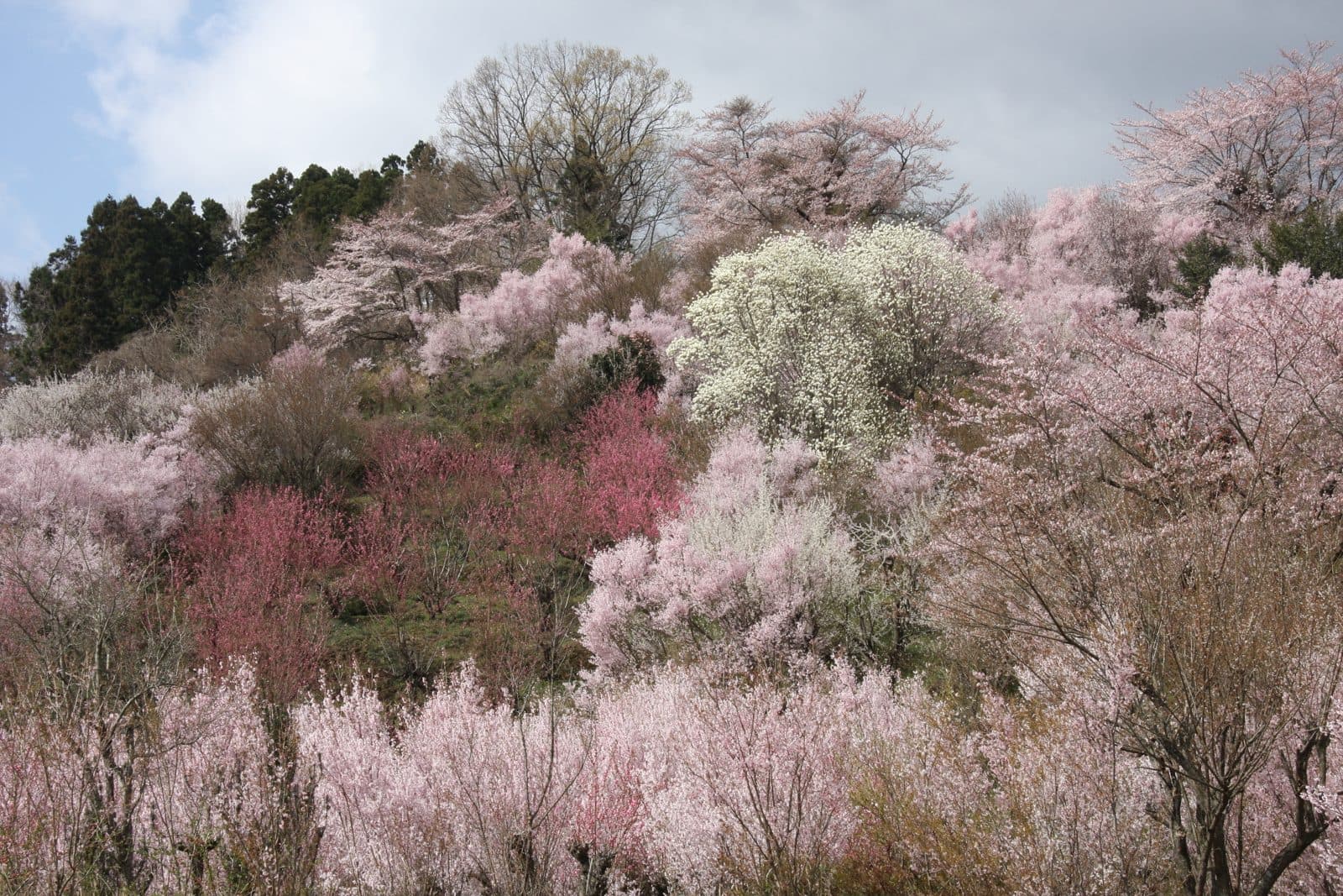 A hillside covered in pink and white flowering trees at Hanamiyama
