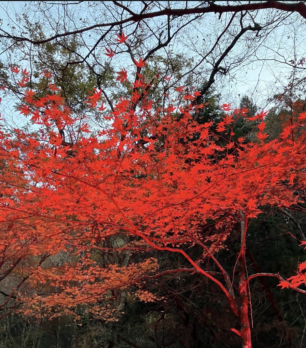 Bright red maple leaves on spreading branches against a pale sky and dark forest