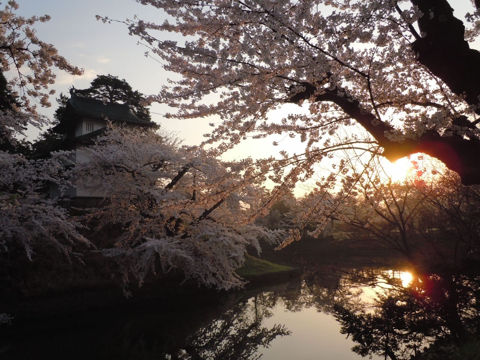 Cherry blossoms over the castle moat at sunset, with a turret in the background