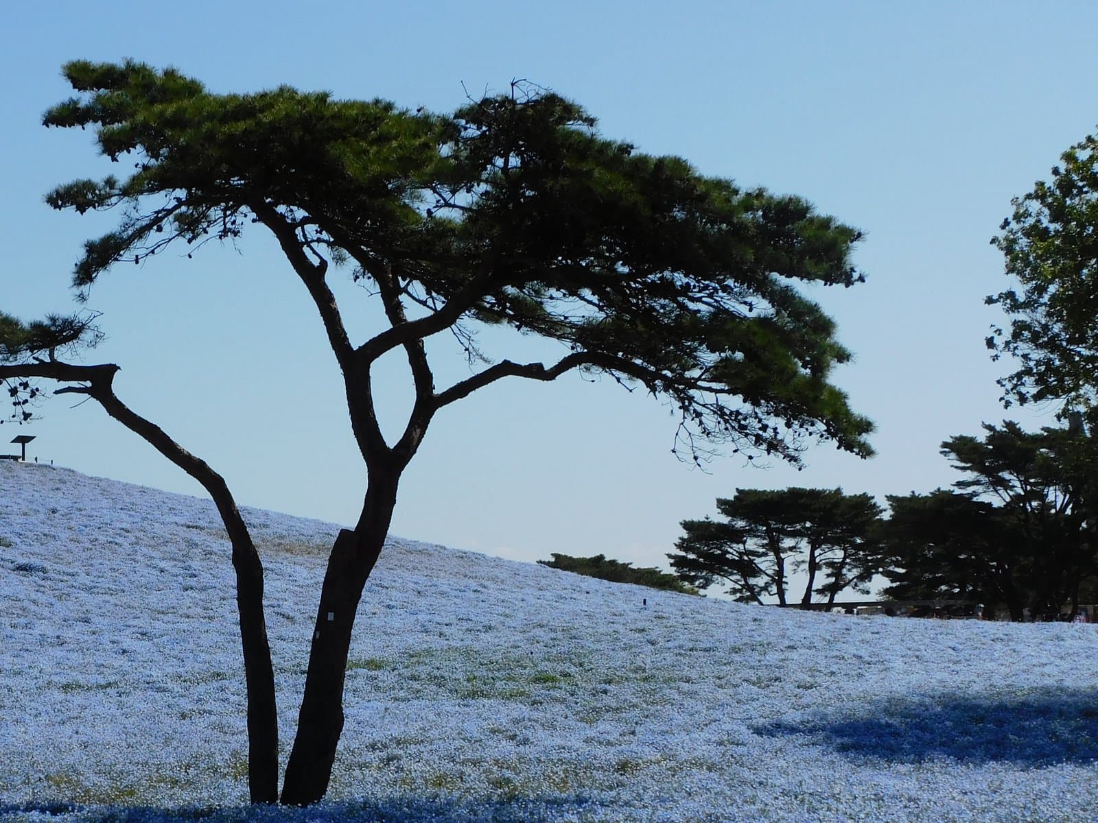 A pine tree standing on a hill covered with pale blue nemophila flowers