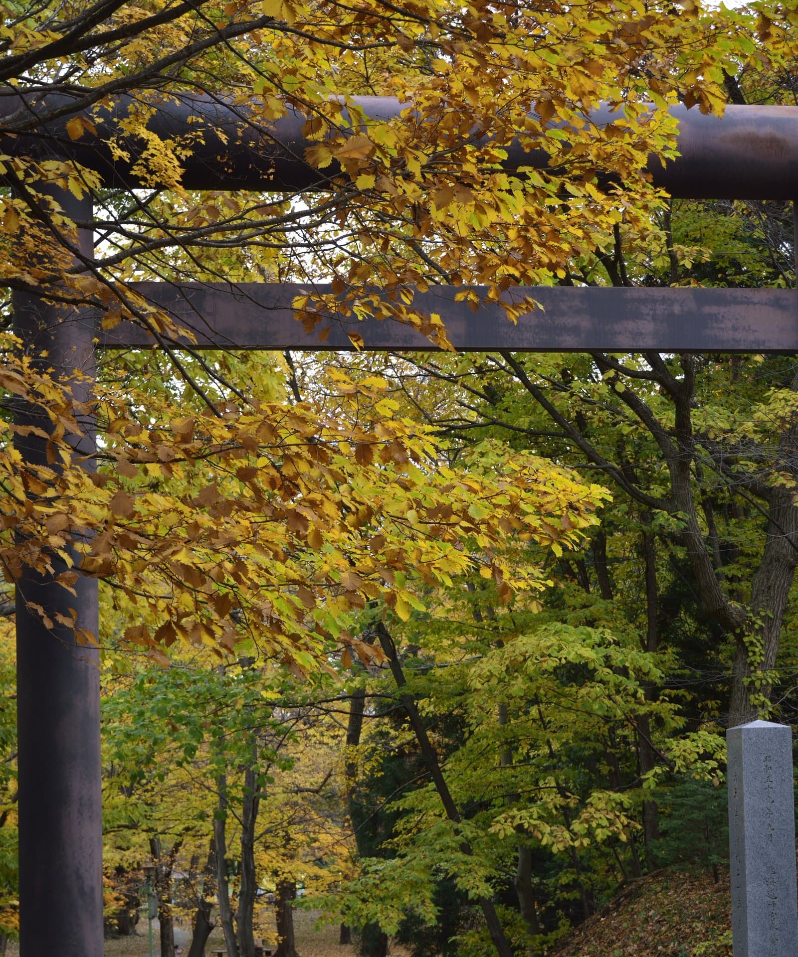 A large torii gate framed by yellow autumn leaves, with the approach path behind