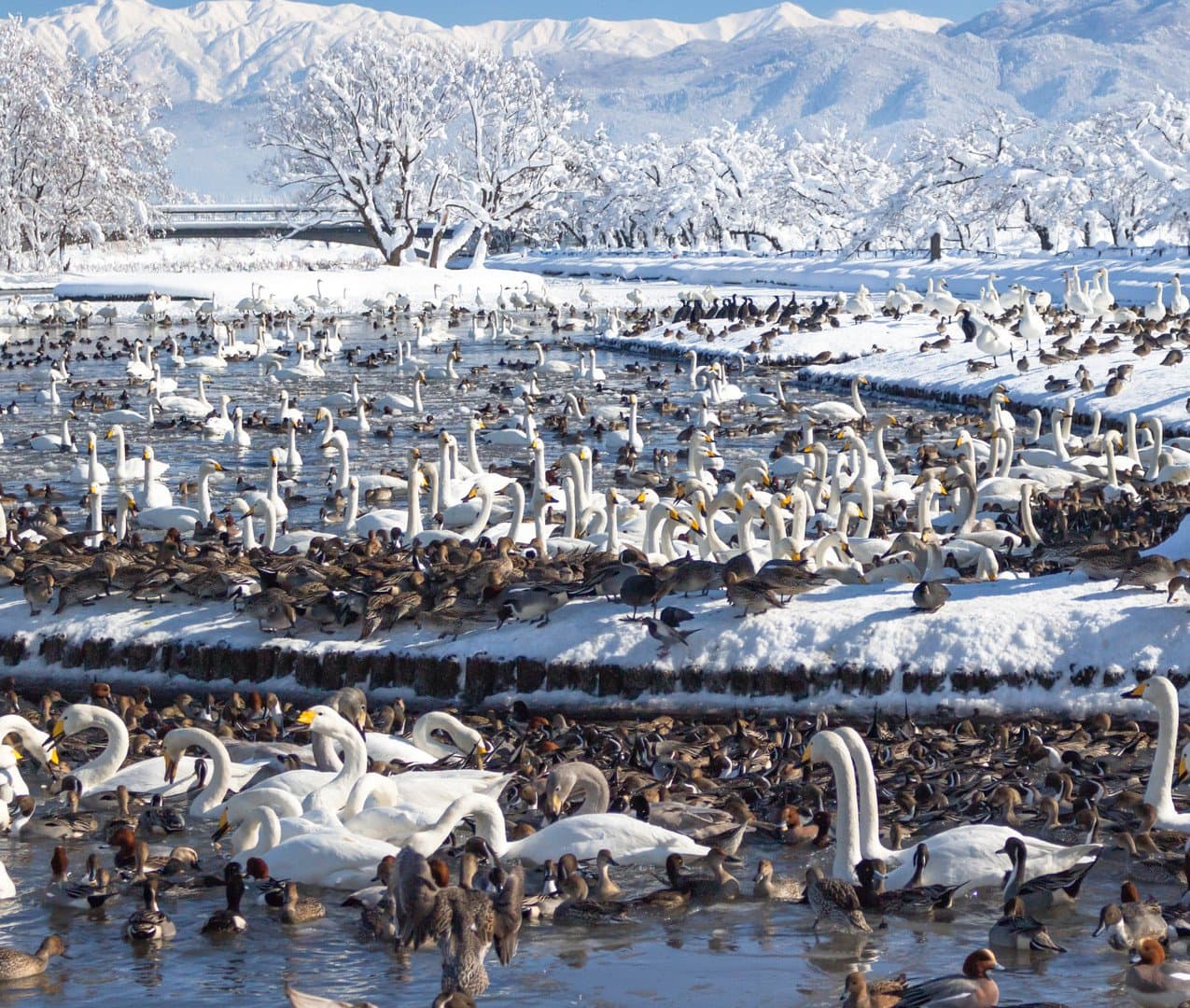 Hundreds of swans and ducks on a lake among snow-covered trees and mountains