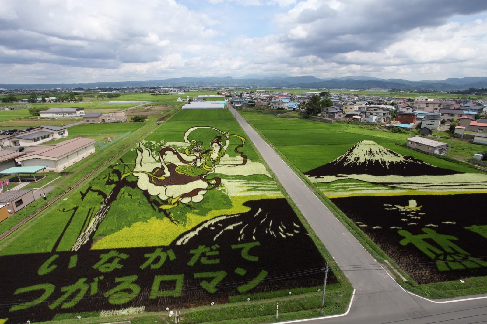 色の違う稲で田んぼに描いた大きな絵を上から見たところ