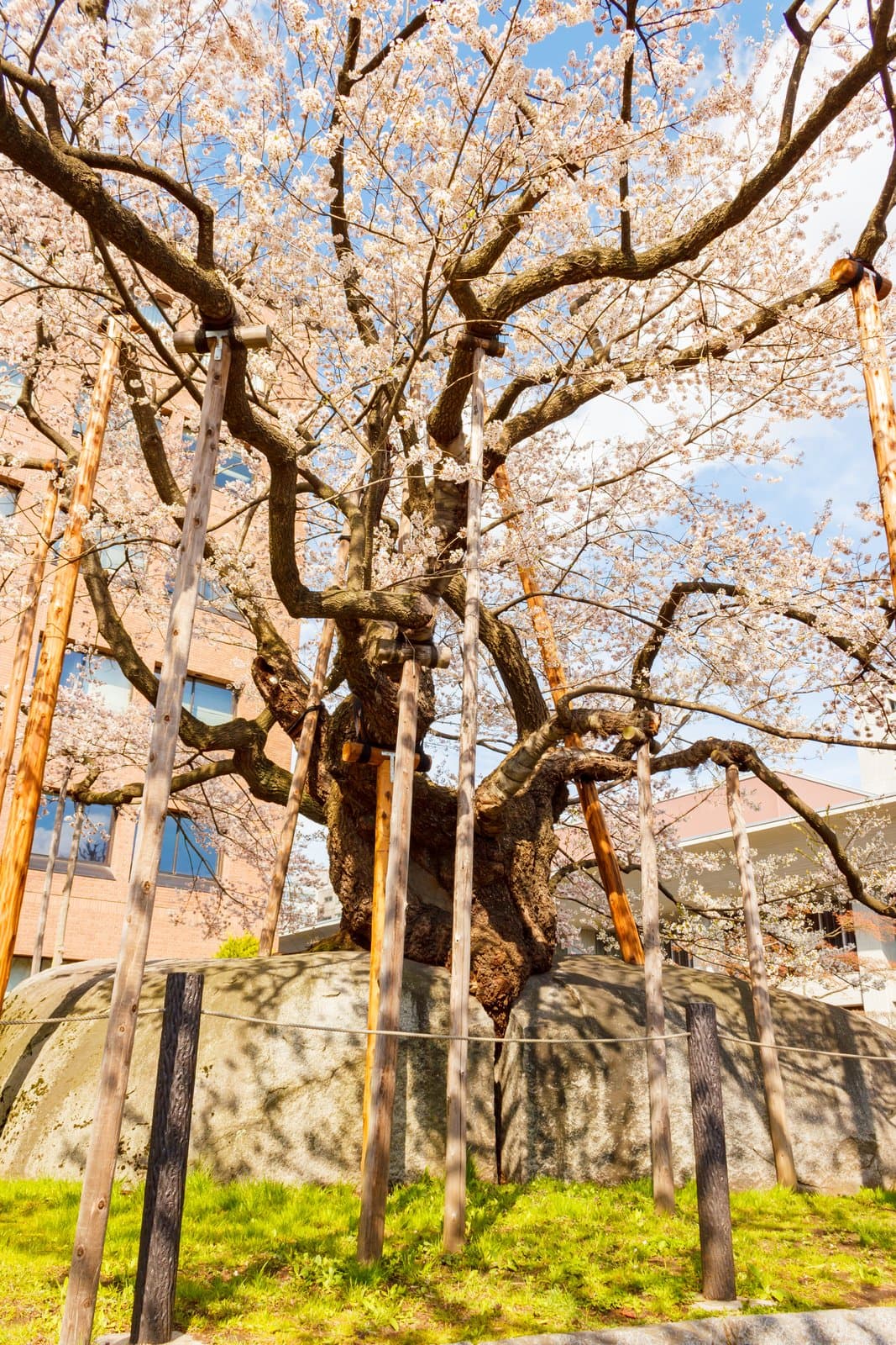 割れた大きな花こう岩から生え、木の支柱に支えられた満開の桜の古木