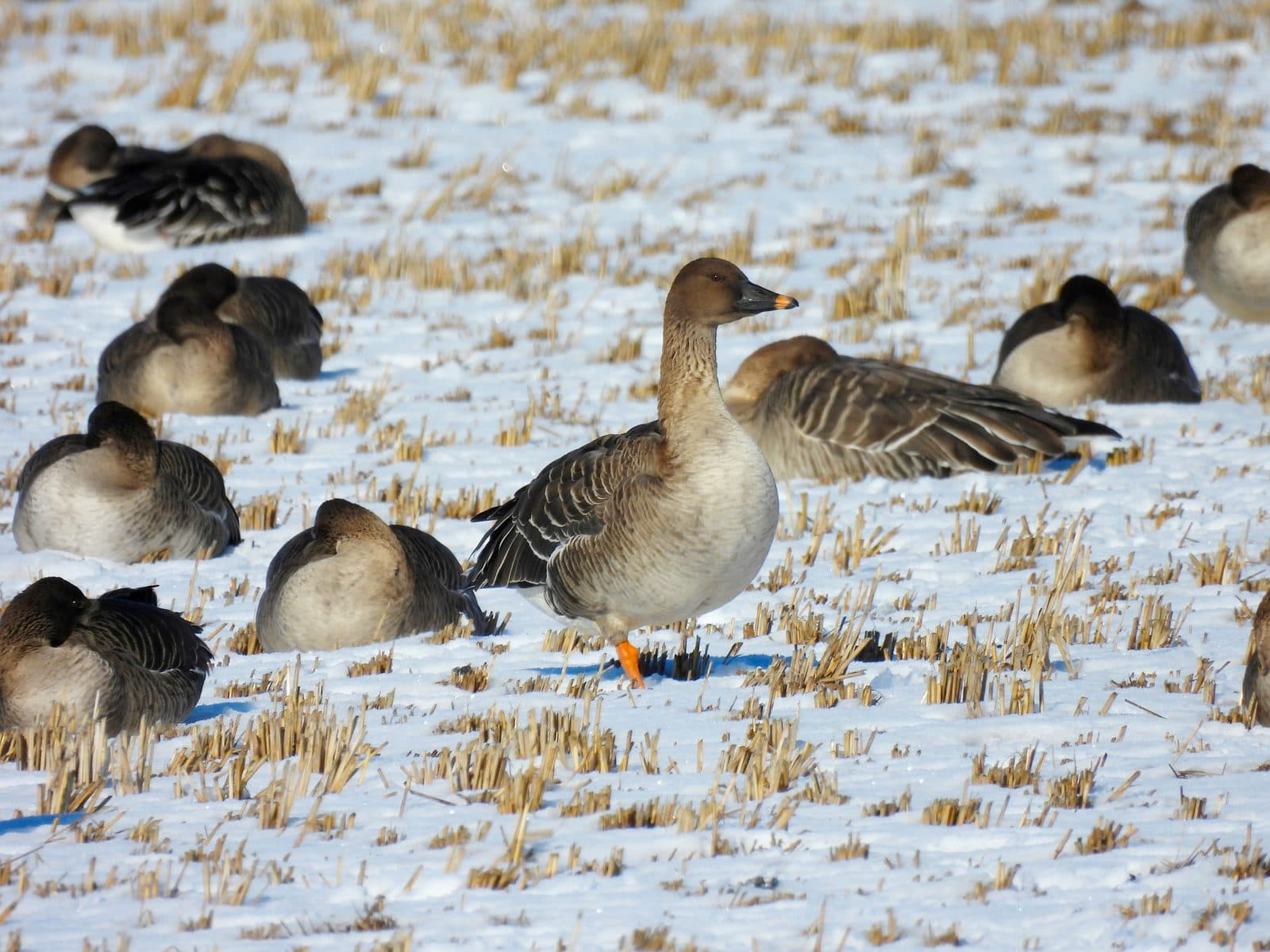 Tundra bean geese resting on a snowy rice field near Izunuma