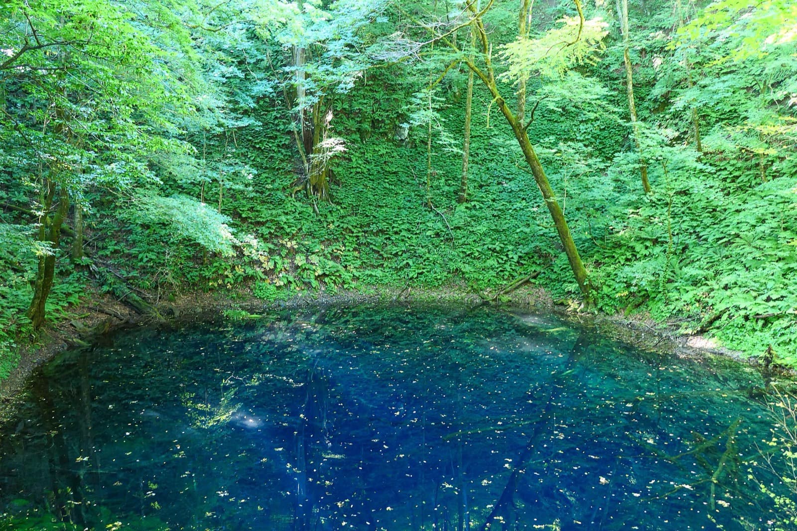A deep blue pond surrounded by green beech forest