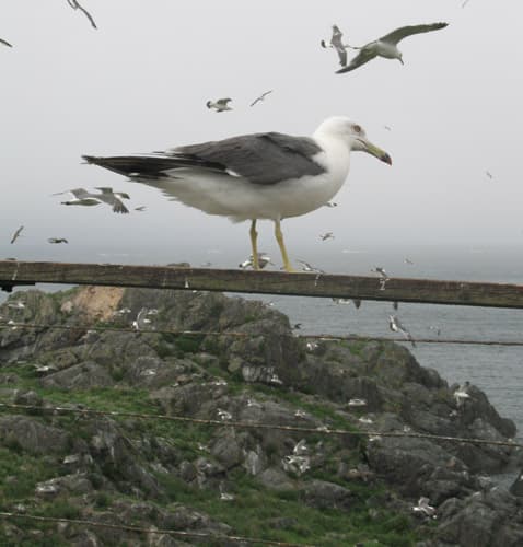 A black-tailed gull standing on a wooden rail, with many more gulls flying over the rocky shore