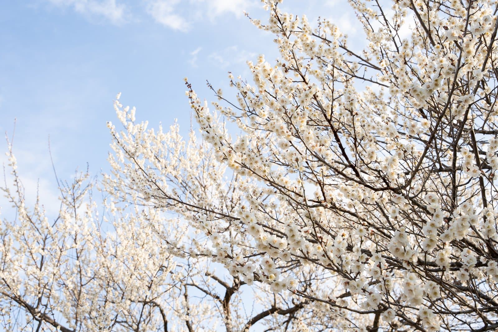 Branches covered in white plum blossoms against a blue sky