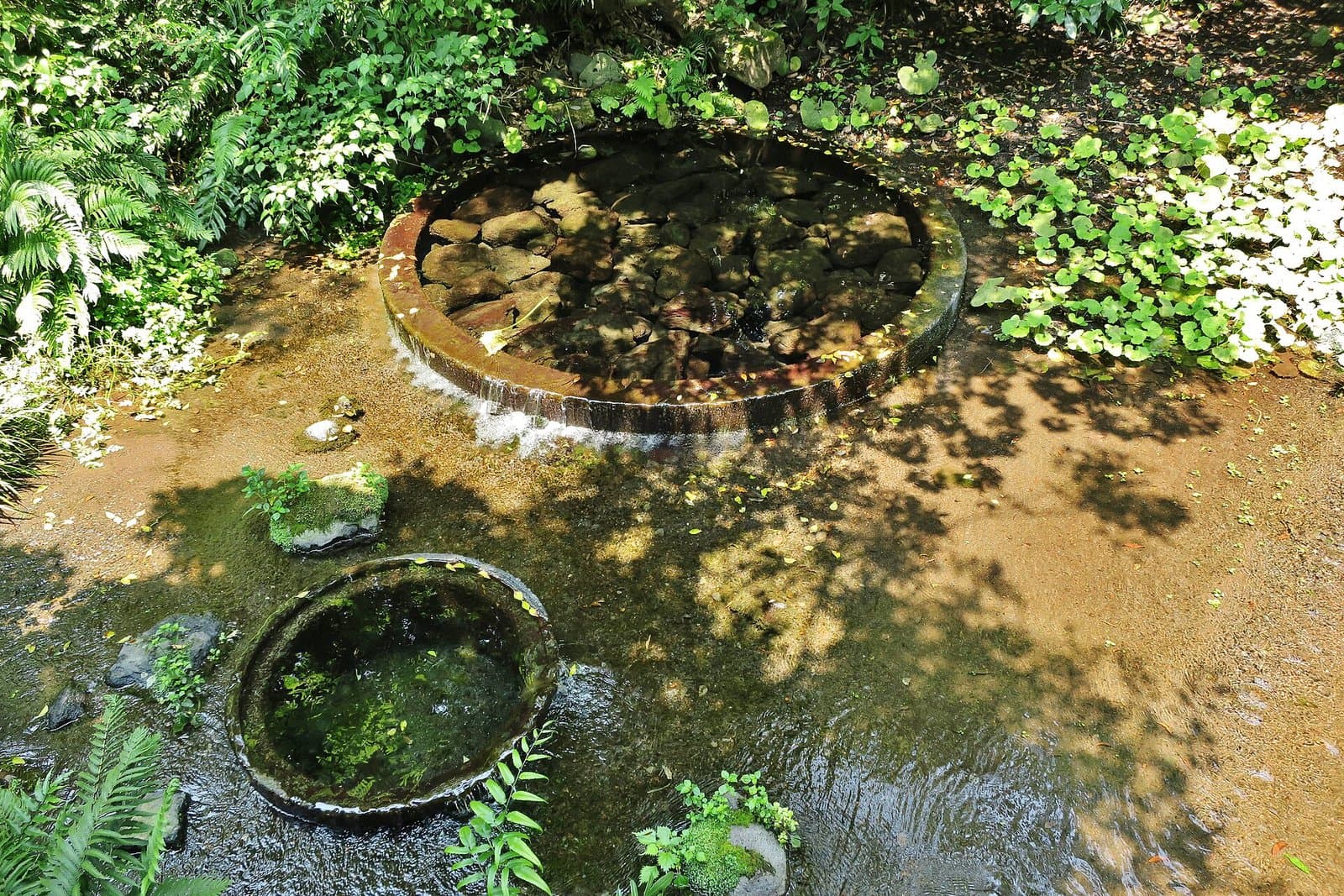Round stone-rimmed spring pools with clear water in dappled sunlight, surrounded by ferns