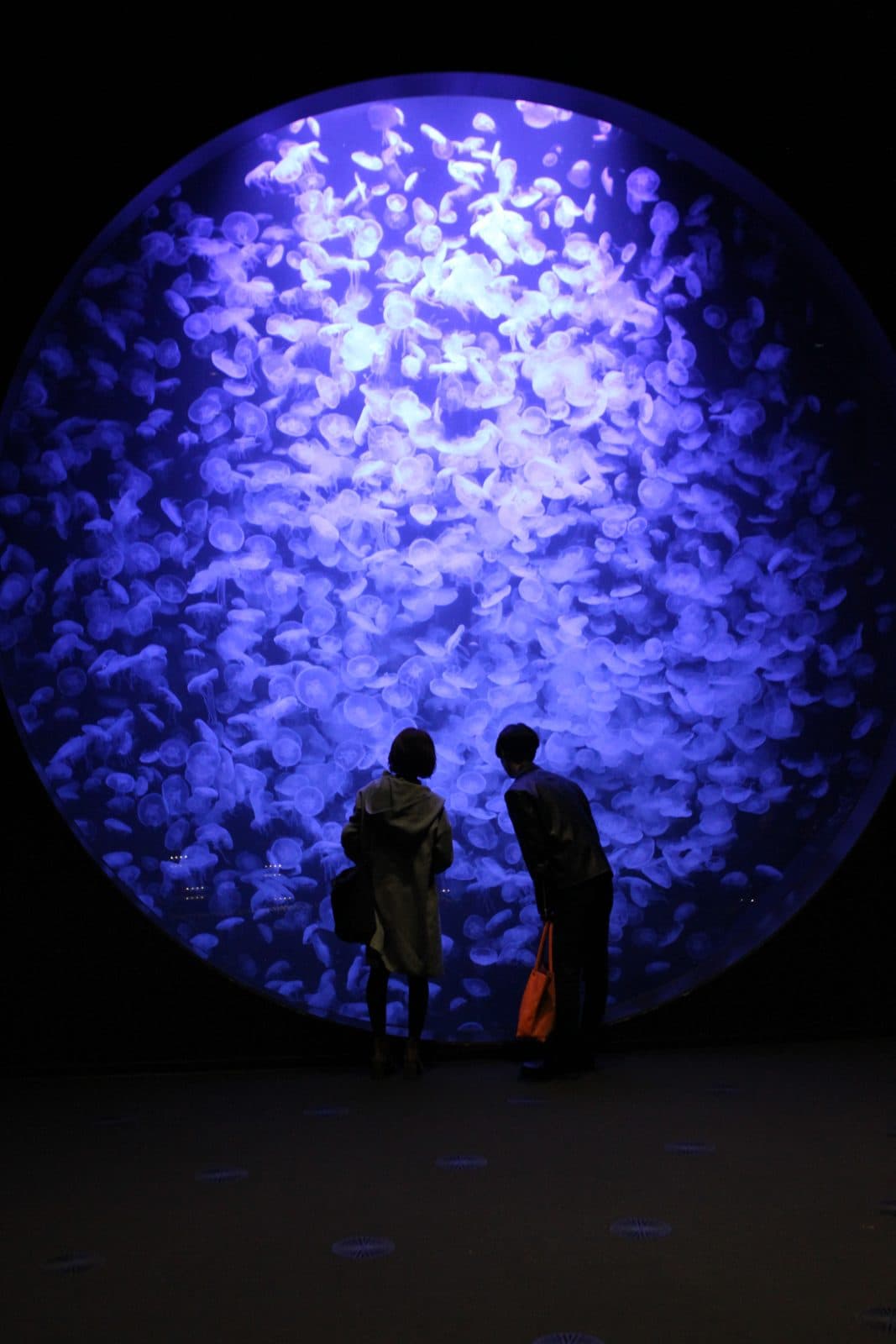 Two people silhouetted in front of a huge round tank full of glowing jellyfish