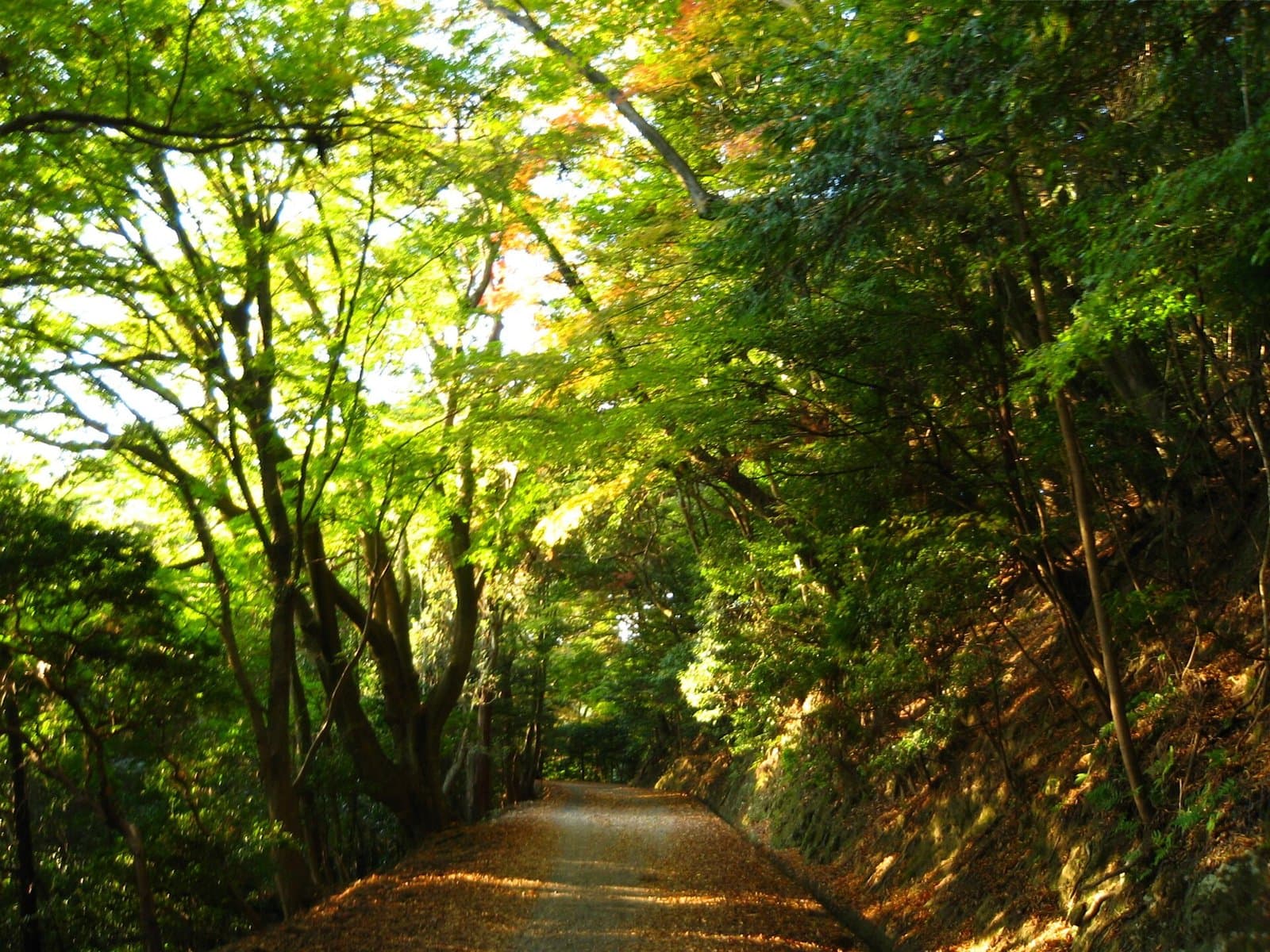 A walking path under a tunnel of green trees with fallen leaves