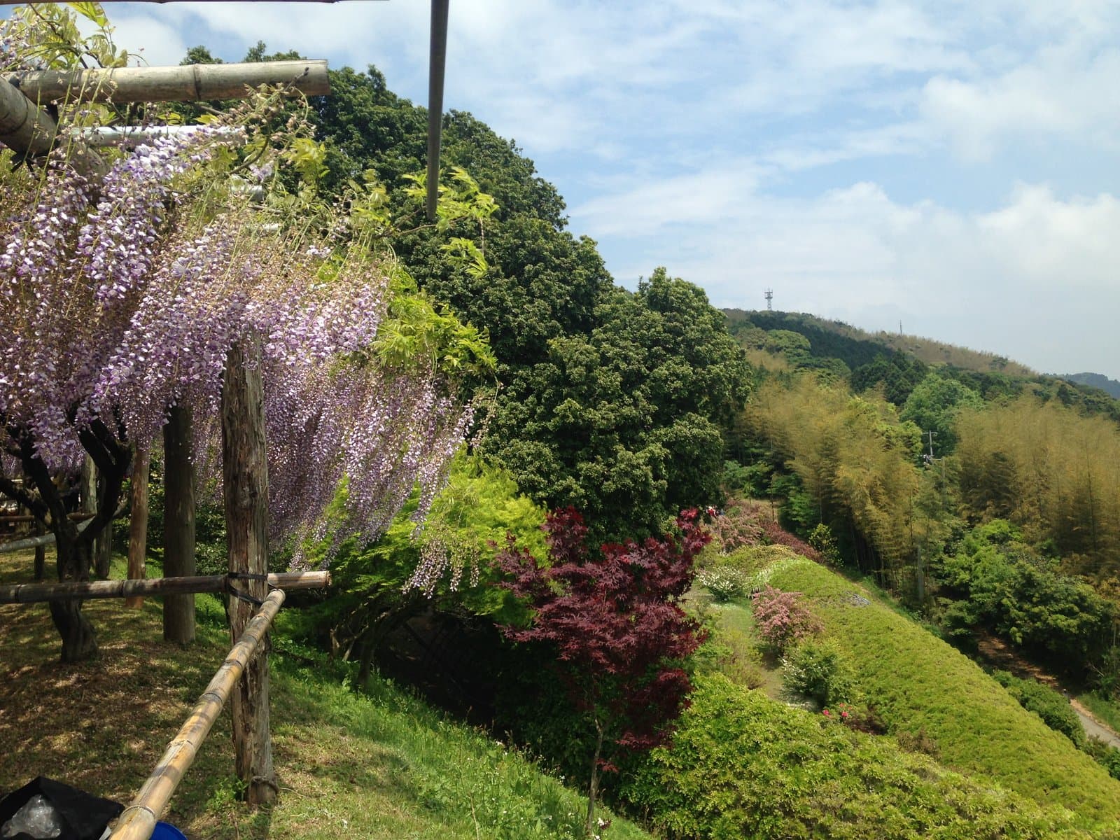 緑の斜面の横で、木の藤棚から垂れる紫の藤の花