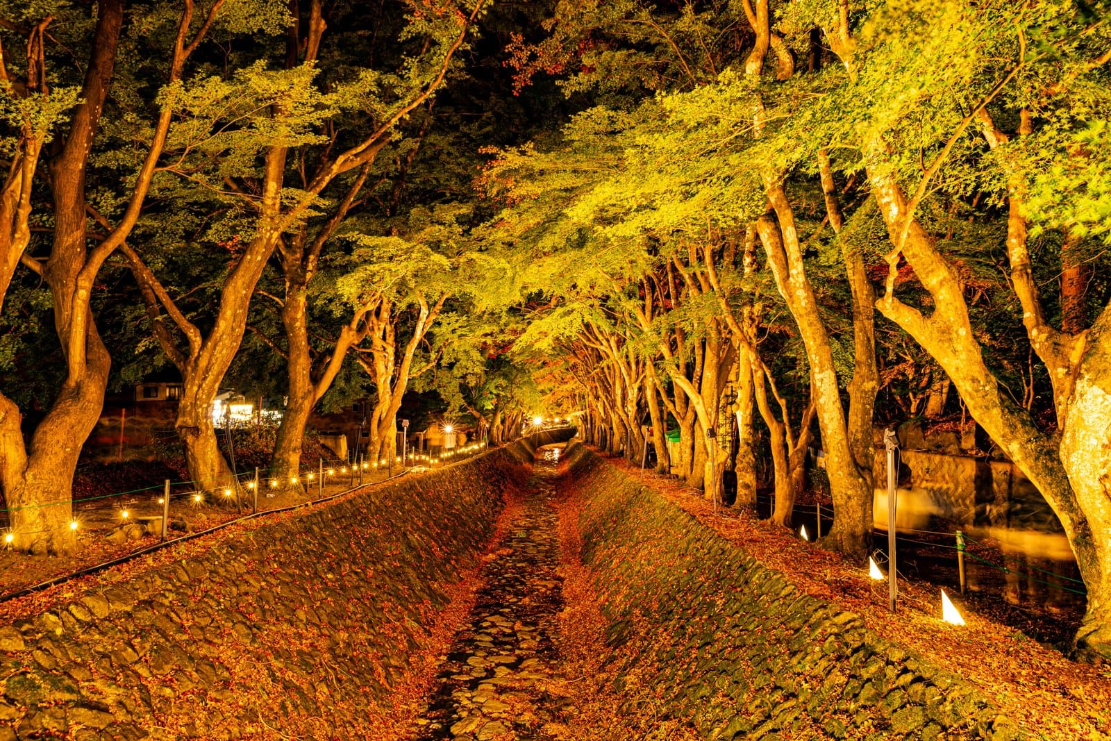 A path covered in fallen leaves under a row of illuminated yellow and orange maple trees at night