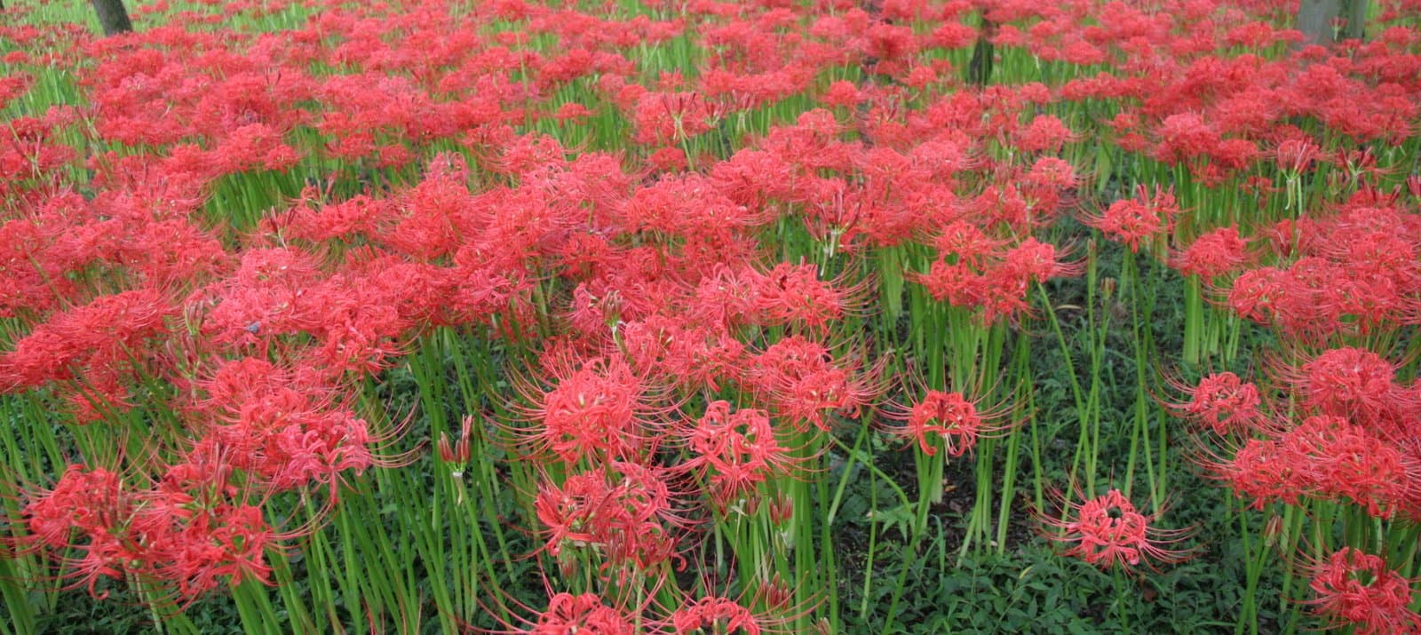 木の幹の間に一面に広がる赤い彼岸花