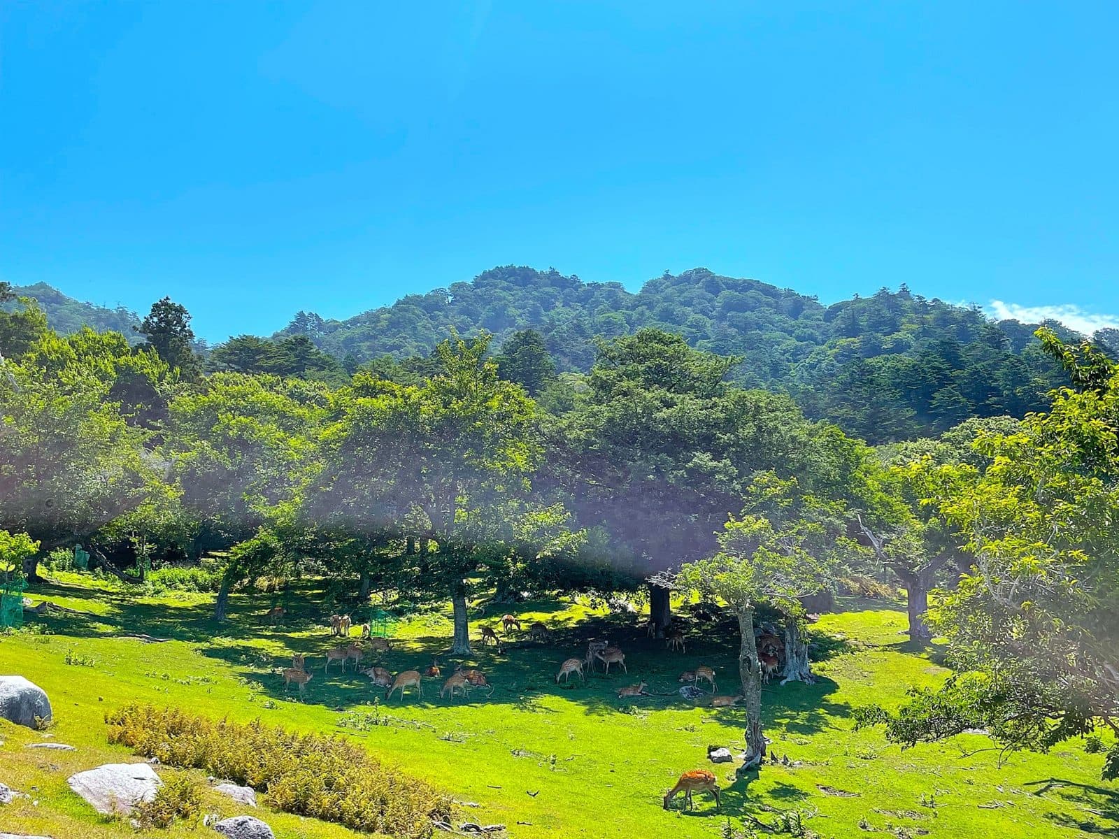 Deer grazing under trees on a grassy slope below wooded hills on Kinkasan