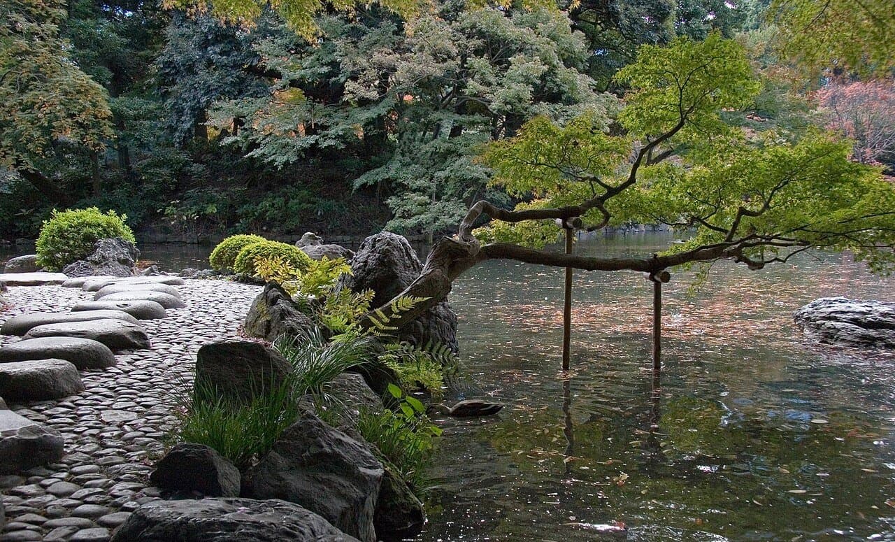A pine tree propped on wooden supports leaning over a garden pond, with rocks, a cobbled shore and dense trees behind