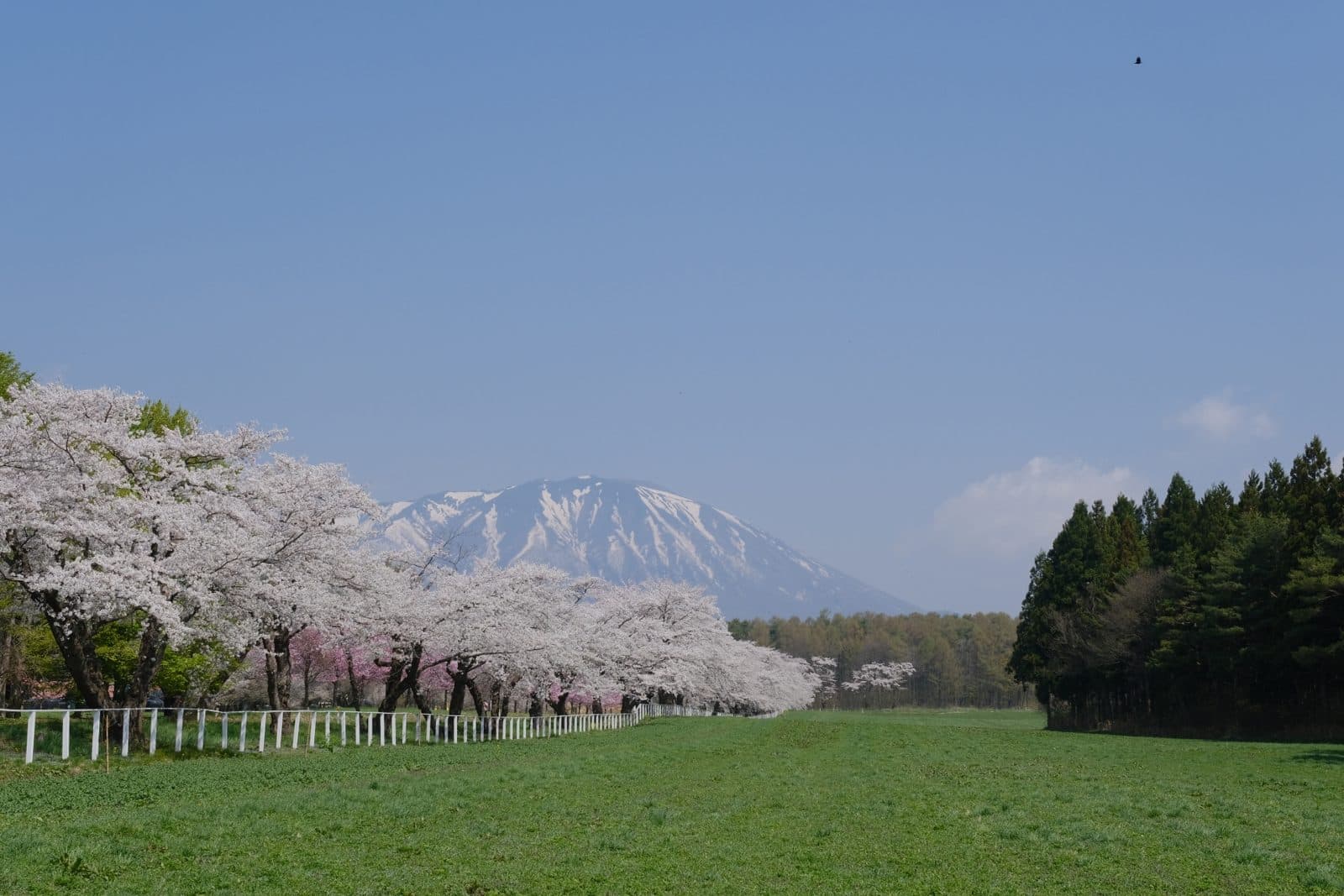 A green meadow with a row of blossoming cherry trees and snow-capped Mt Iwate behind