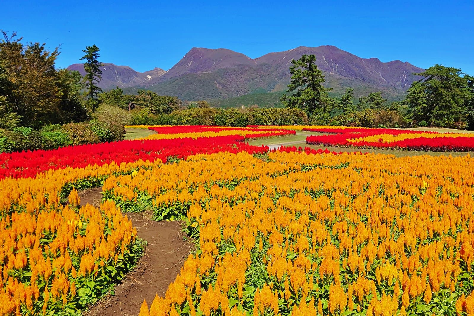 Rows of red and orange flowers in front of the Kuju mountains under a clear sky