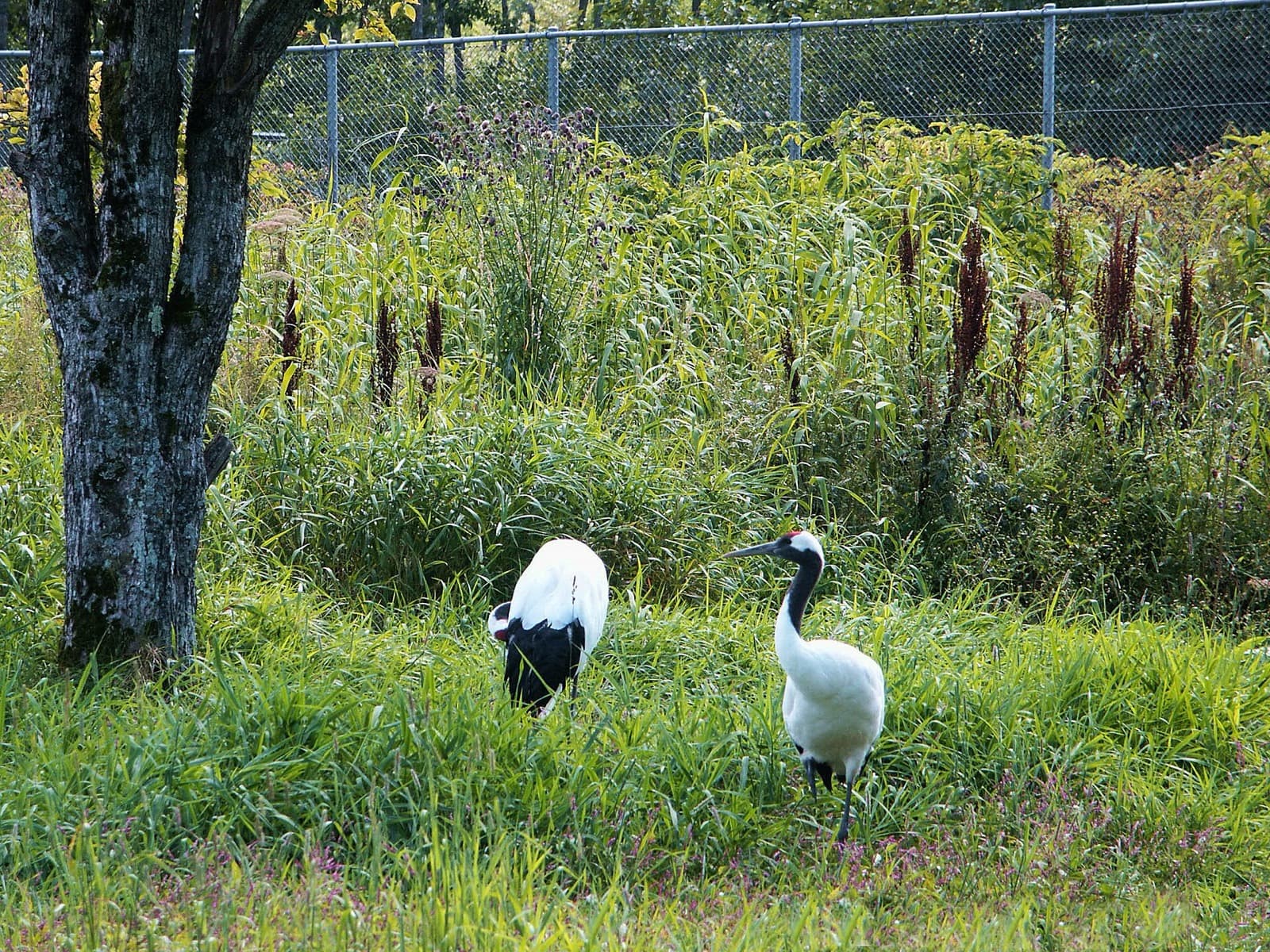Two red-crowned cranes in tall grass, with a fence behind