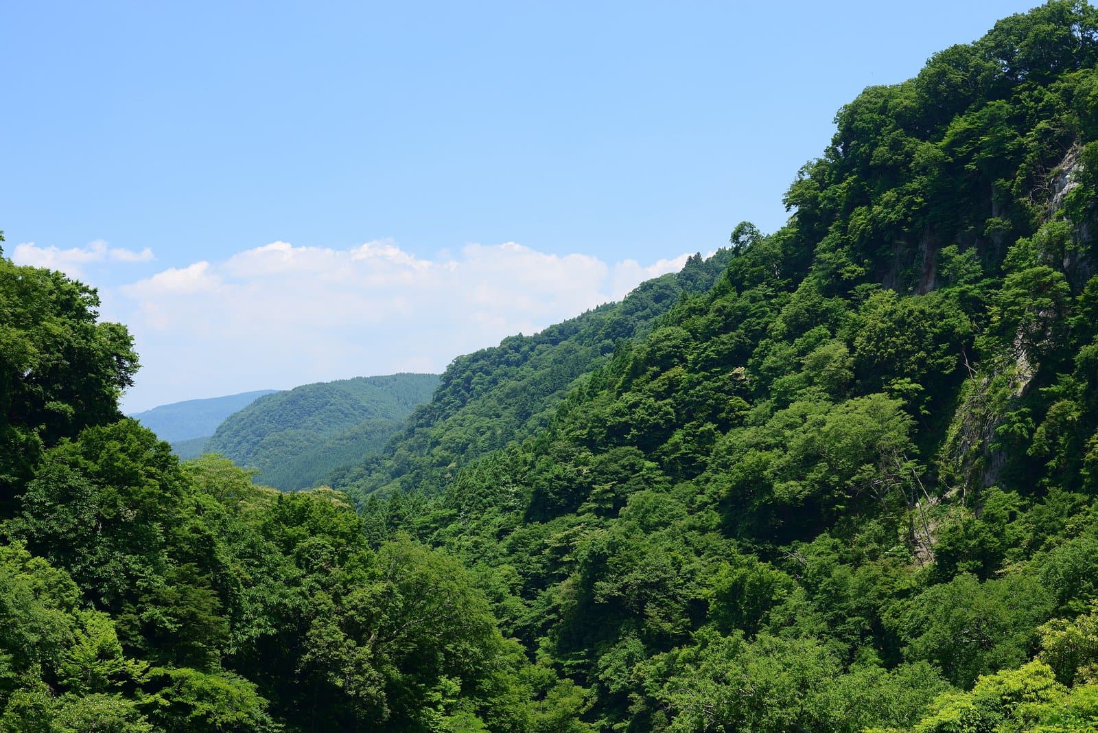 A steep valley covered in fresh green forest under a blue sky