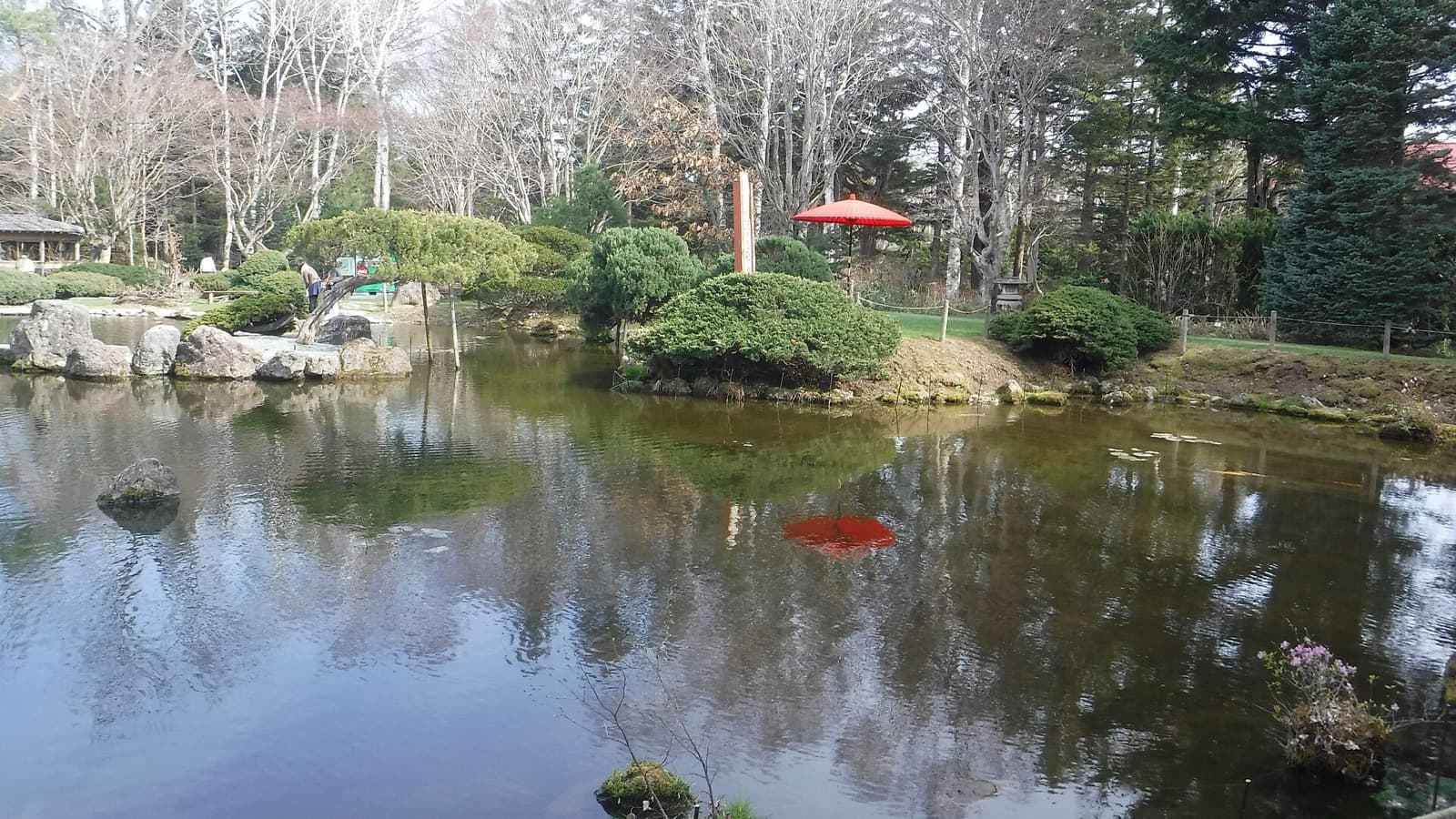 A pond in a Japanese garden with rocks, clipped pines and a red parasol reflected in the water
