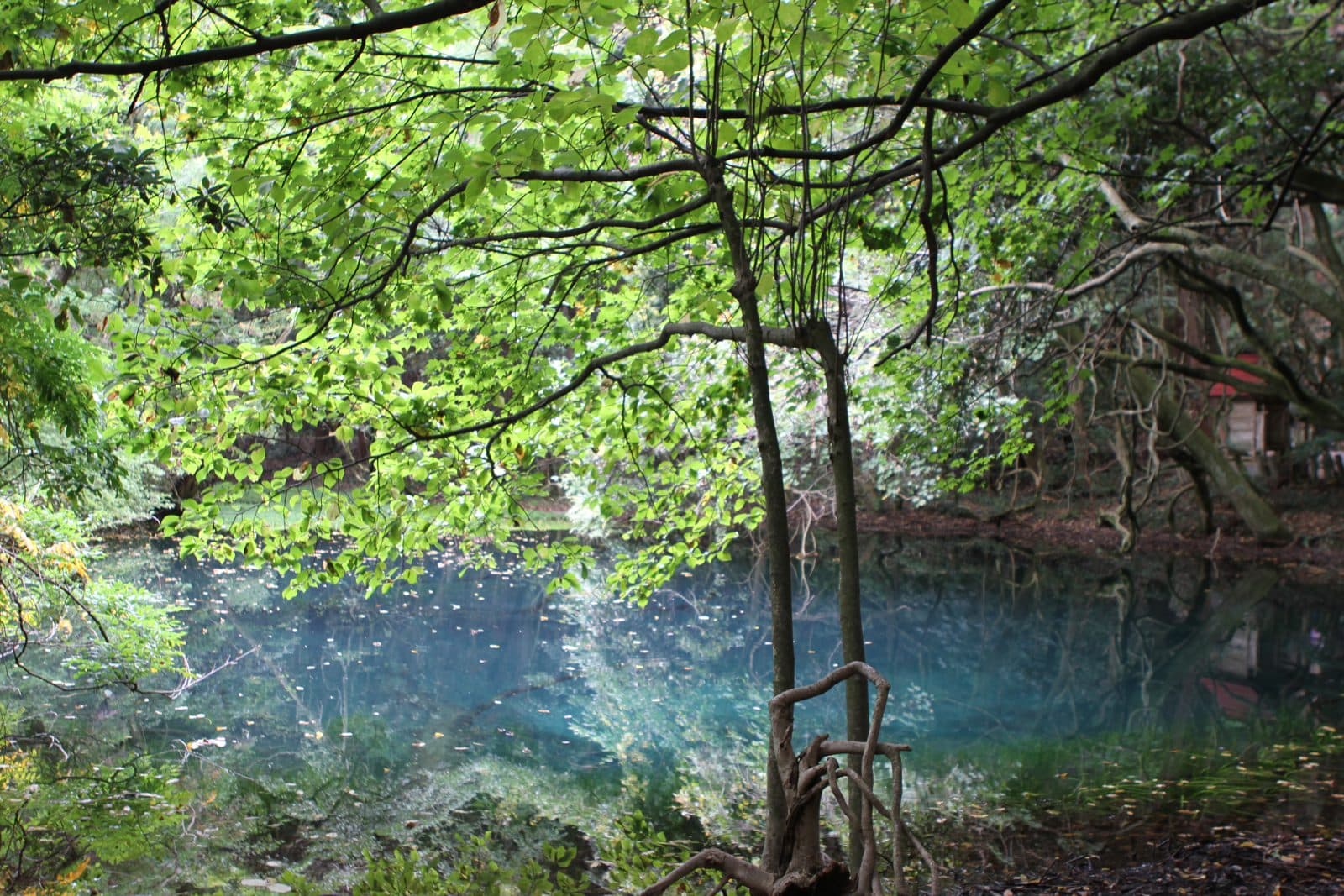A clear blue-green pond surrounded by fresh green trees