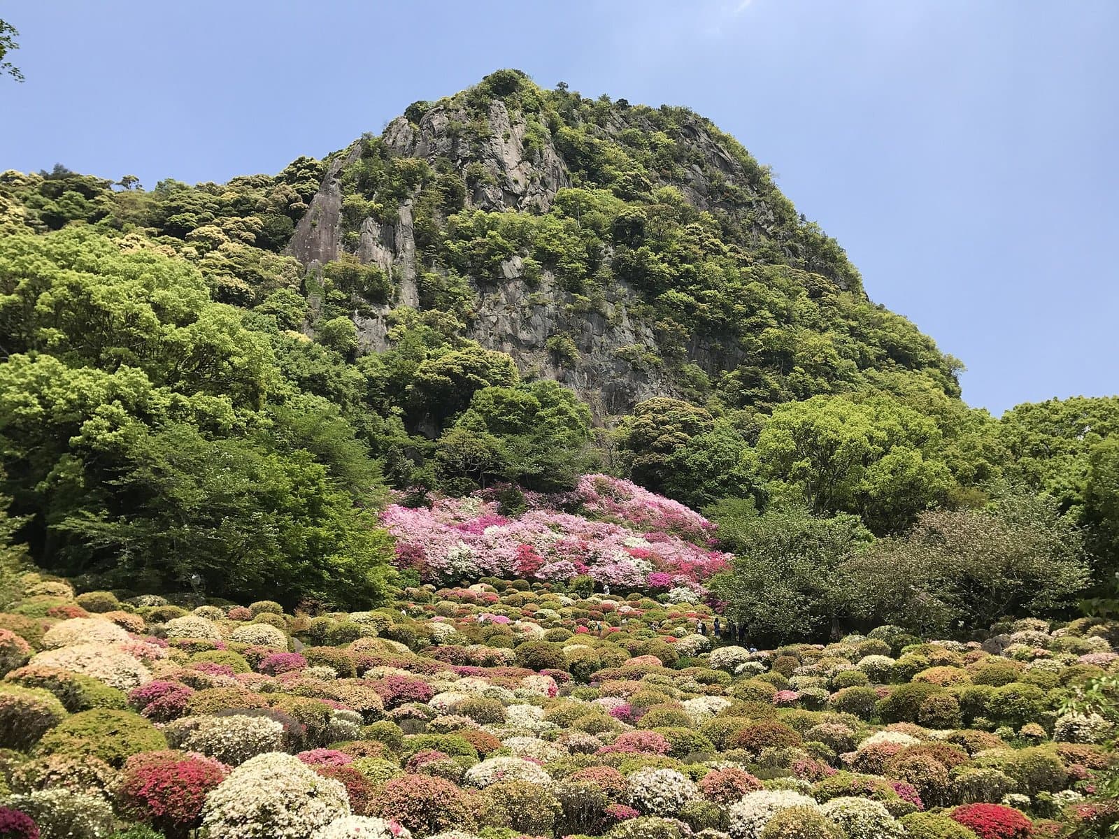 Hillsides covered in blooming azaleas below a steep rocky mountain