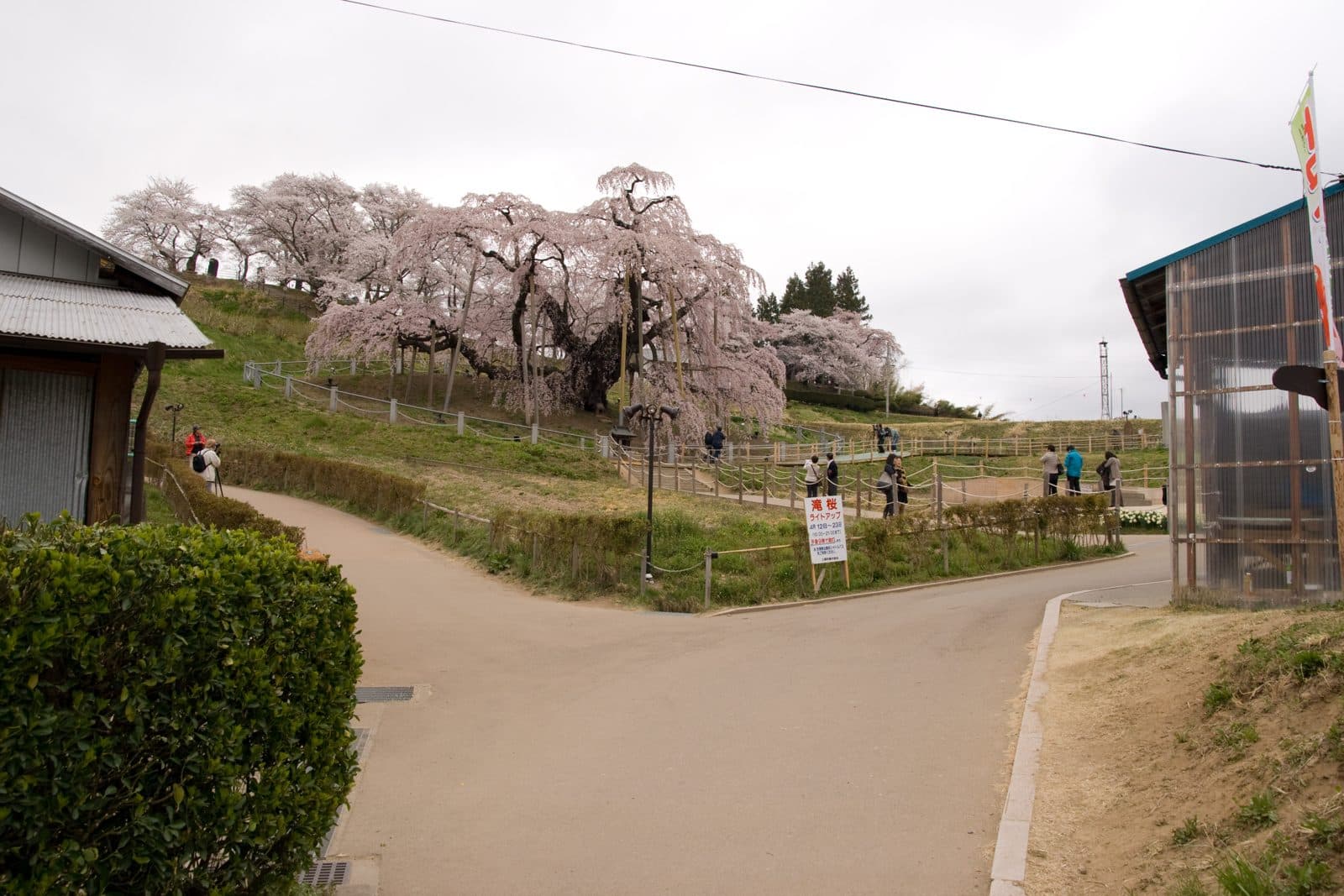 The Miharu Takizakura weeping cherry in bloom on a hillside, seen from the approach path
