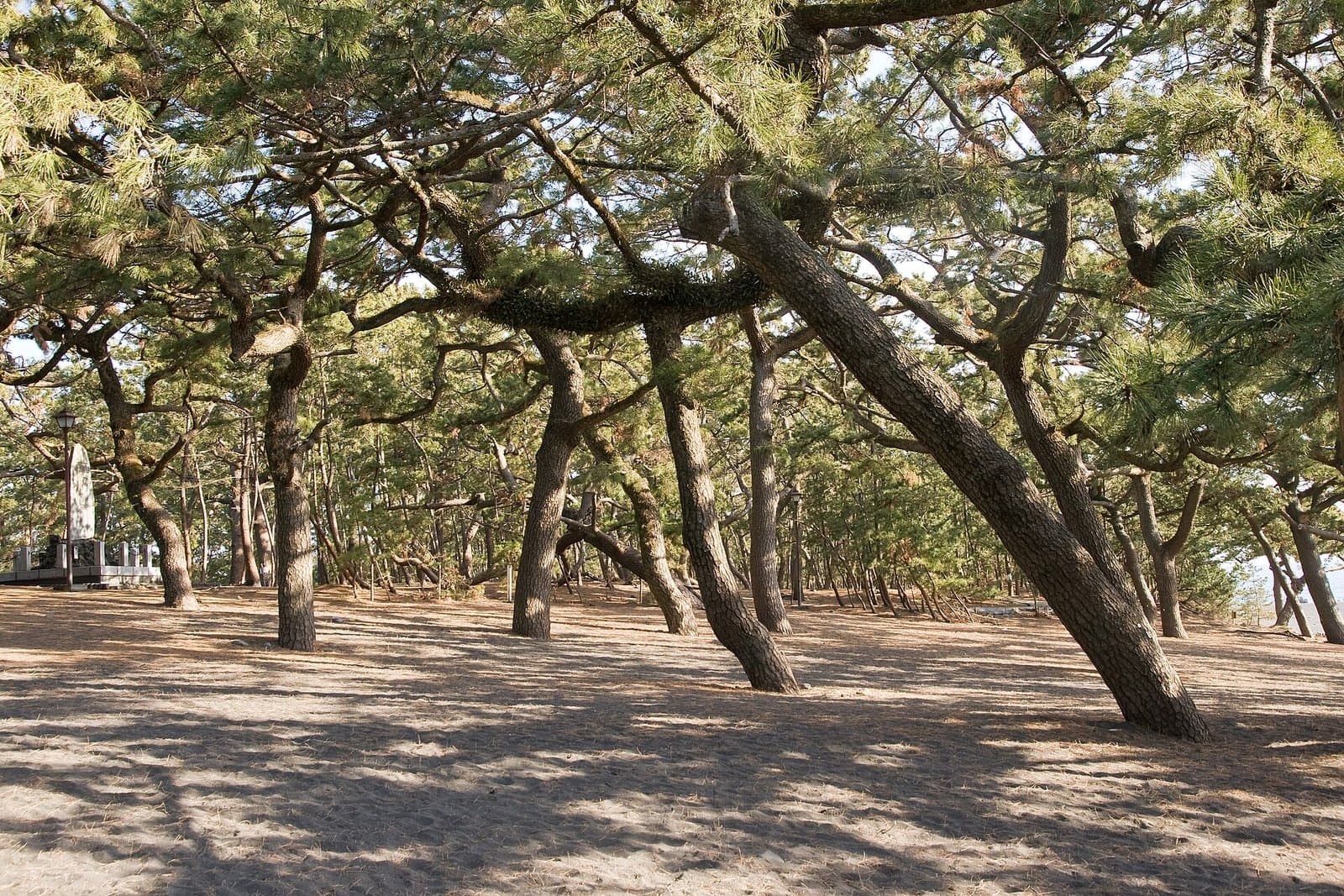 Twisted pine trees leaning over sandy ground in a seaside pine grove