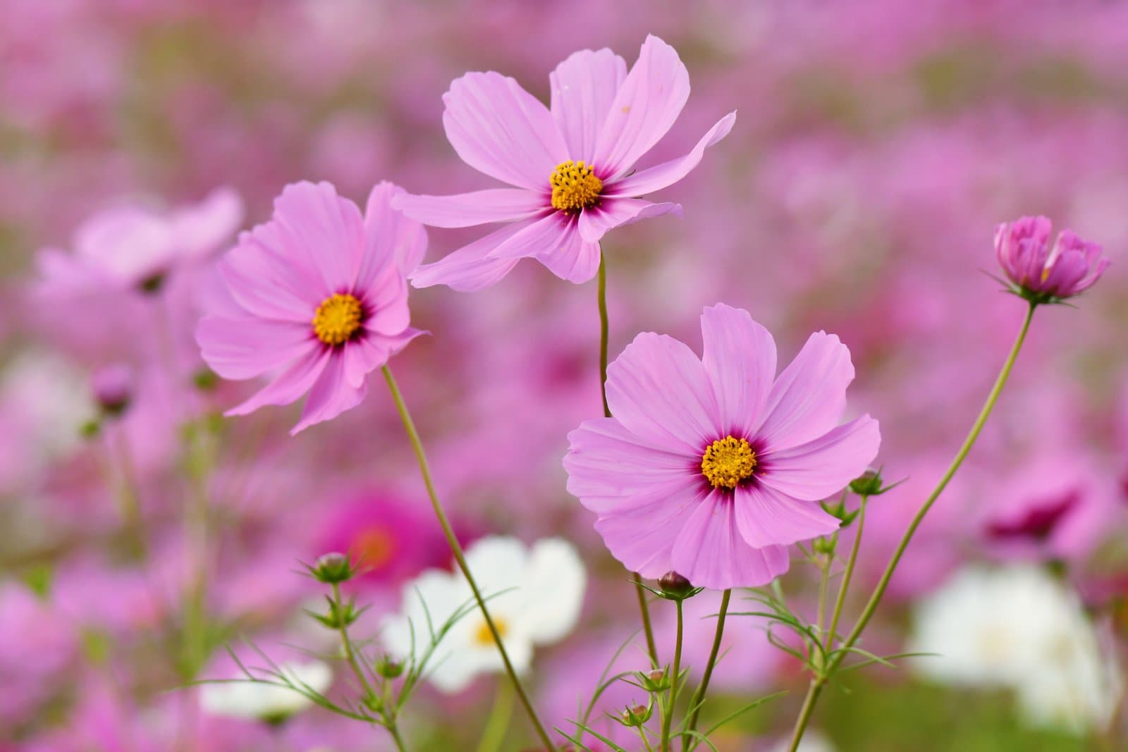 Pink cosmos flowers in close-up, with a field of cosmos blurred behind