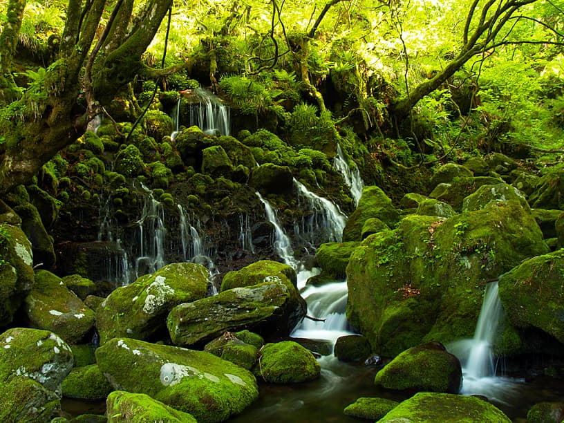 緑の林の苔むした岩の上を流れ落ちる幾筋もの水