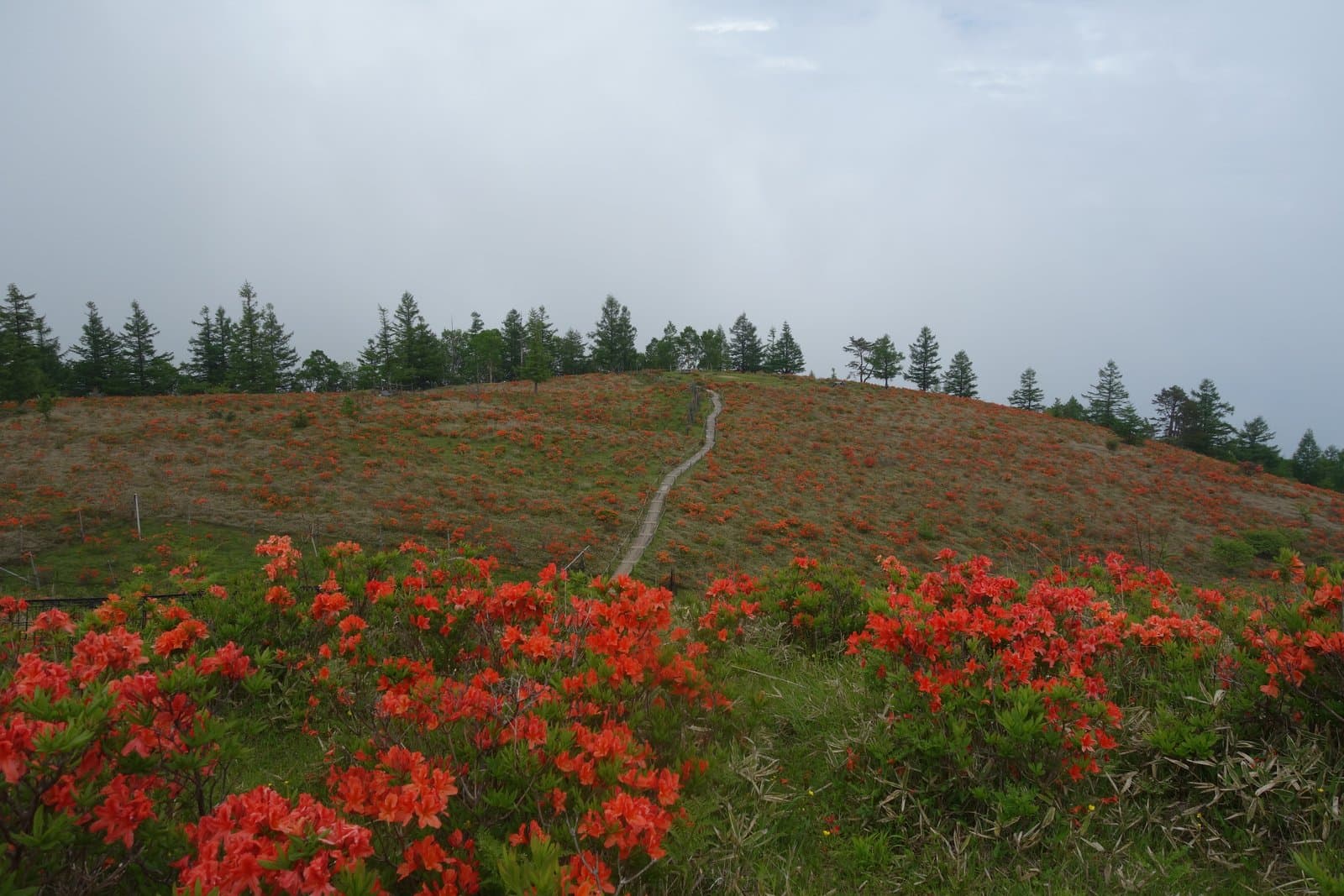 A hillside covered in red-orange azaleas with a wooden path leading up to a line of larches, under a cloudy sky