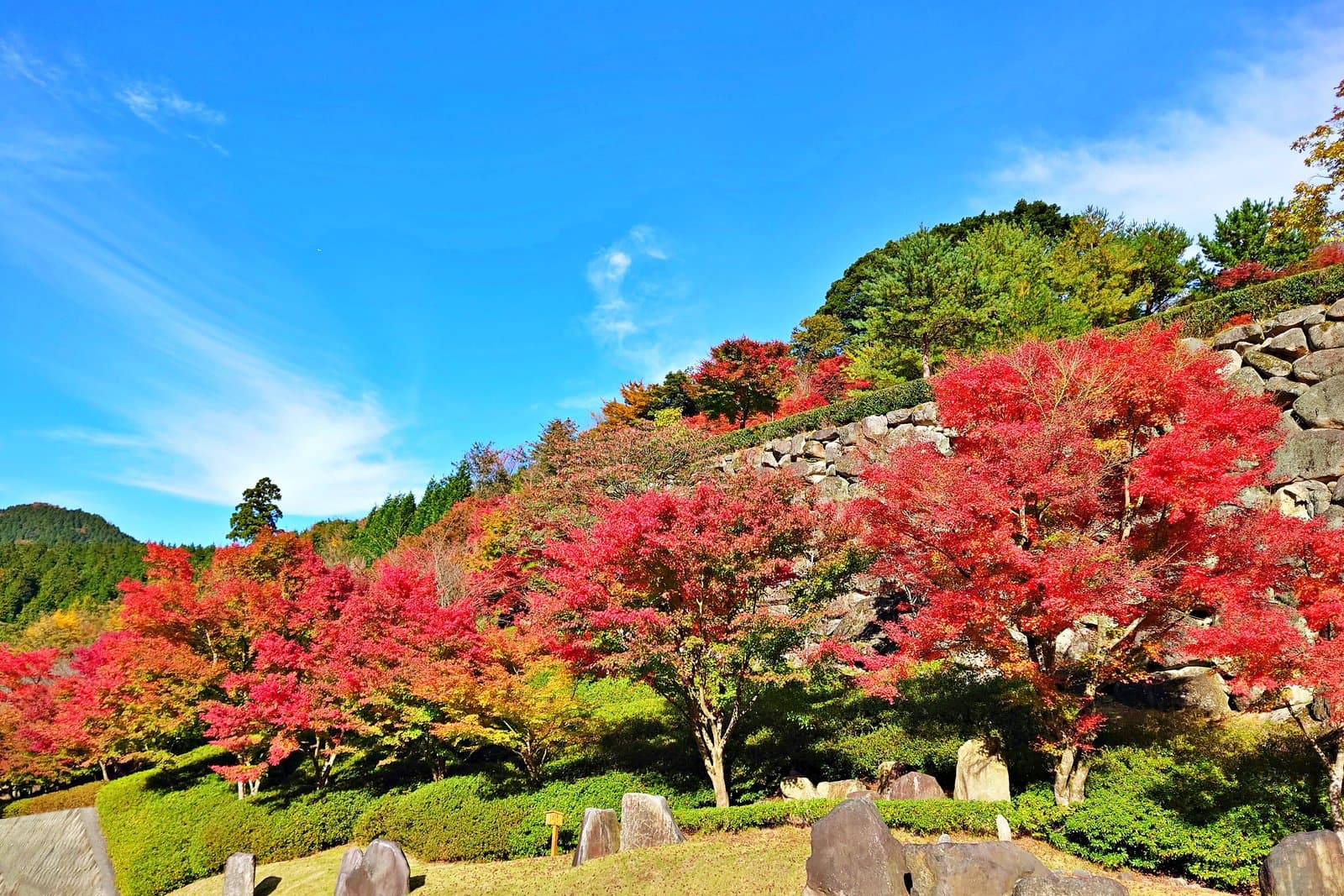 Bright red maples in front of an old stone wall under a blue sky