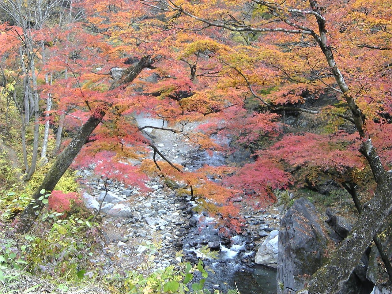 赤や橙に色づいた木々の下の、岩の多い山の渓流