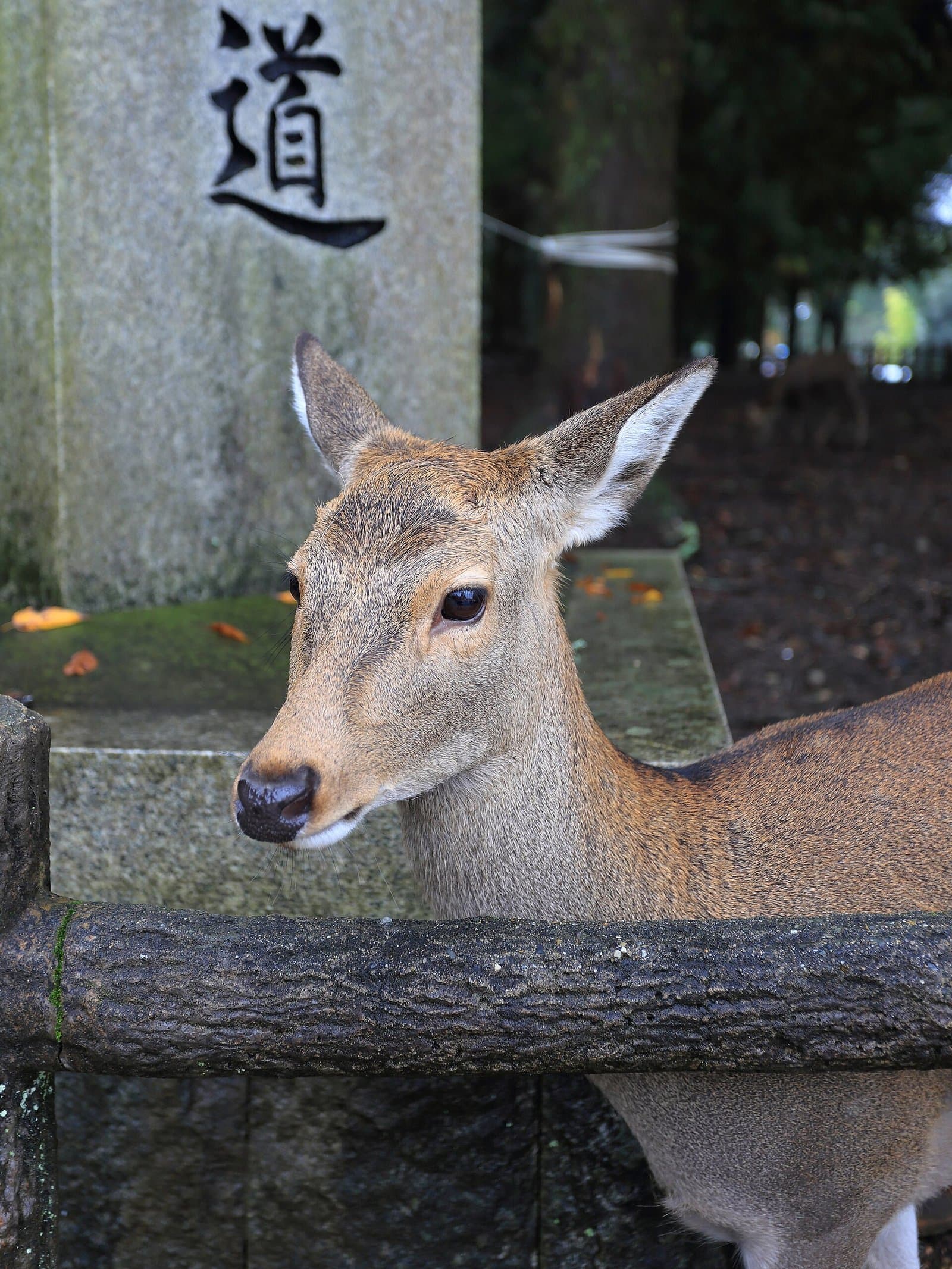 A sika deer looking out beside a stone post carved with a kanji character, behind a low railing