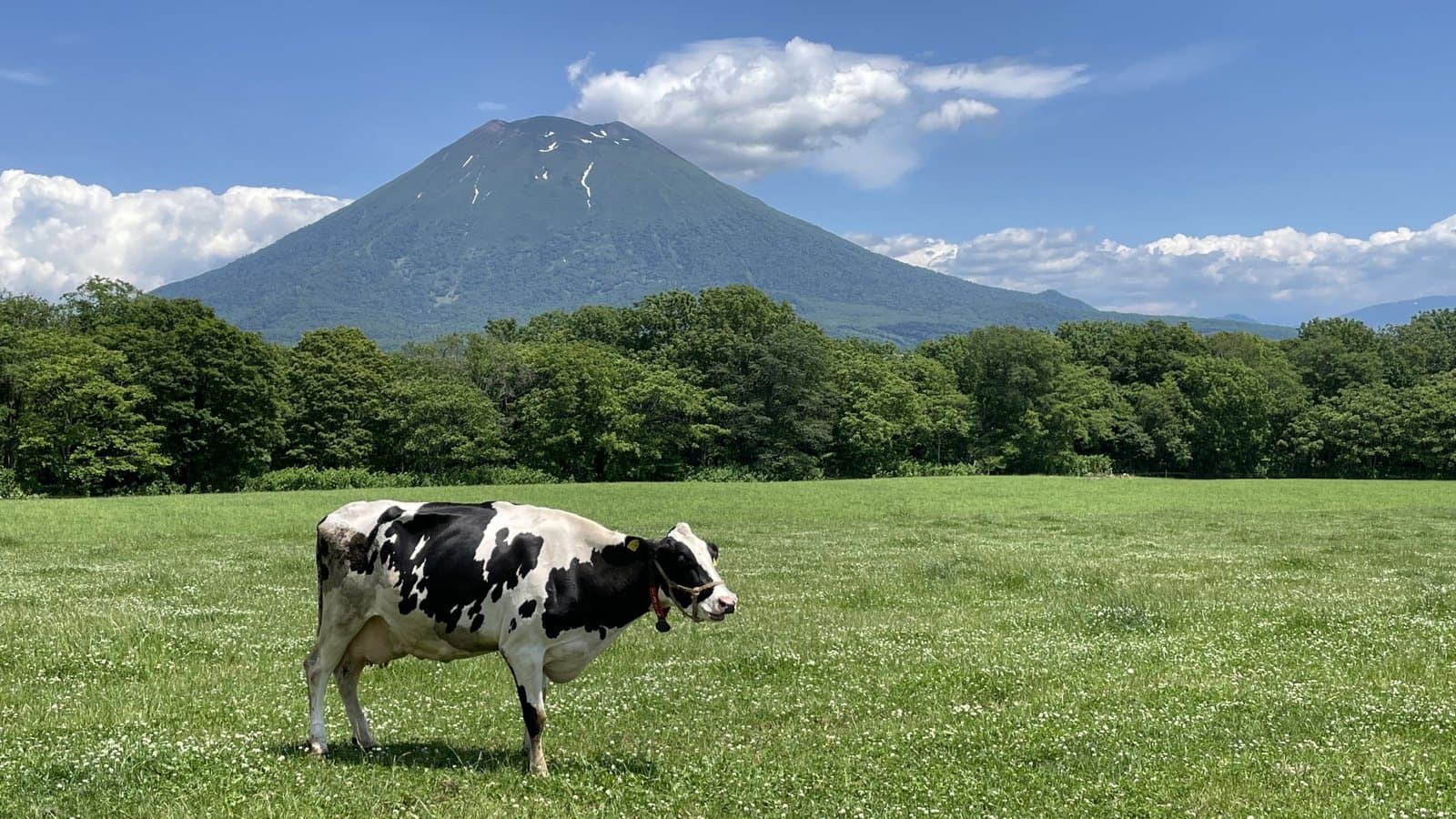 A black-and-white cow on green pasture with Mt. Yotei behind