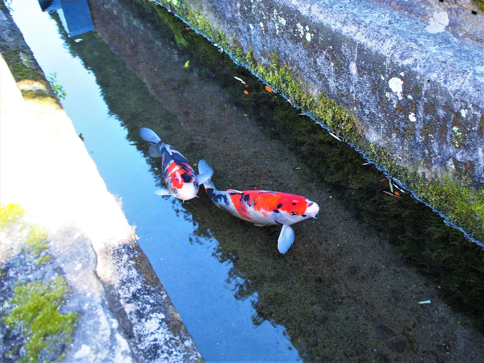 Two red and white koi swimming in a clear stone channel