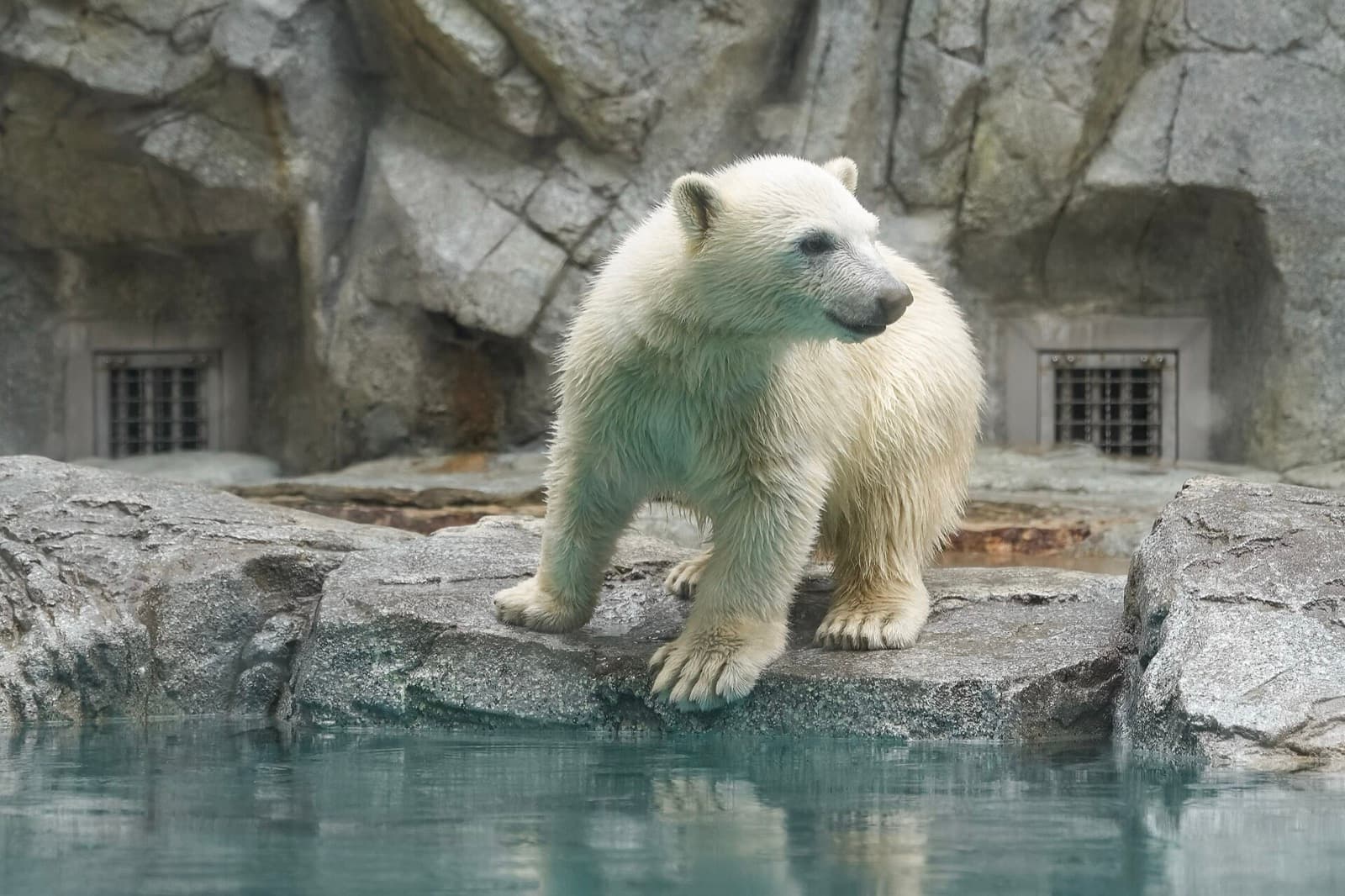 A polar bear cub standing on rocks at the edge of the water