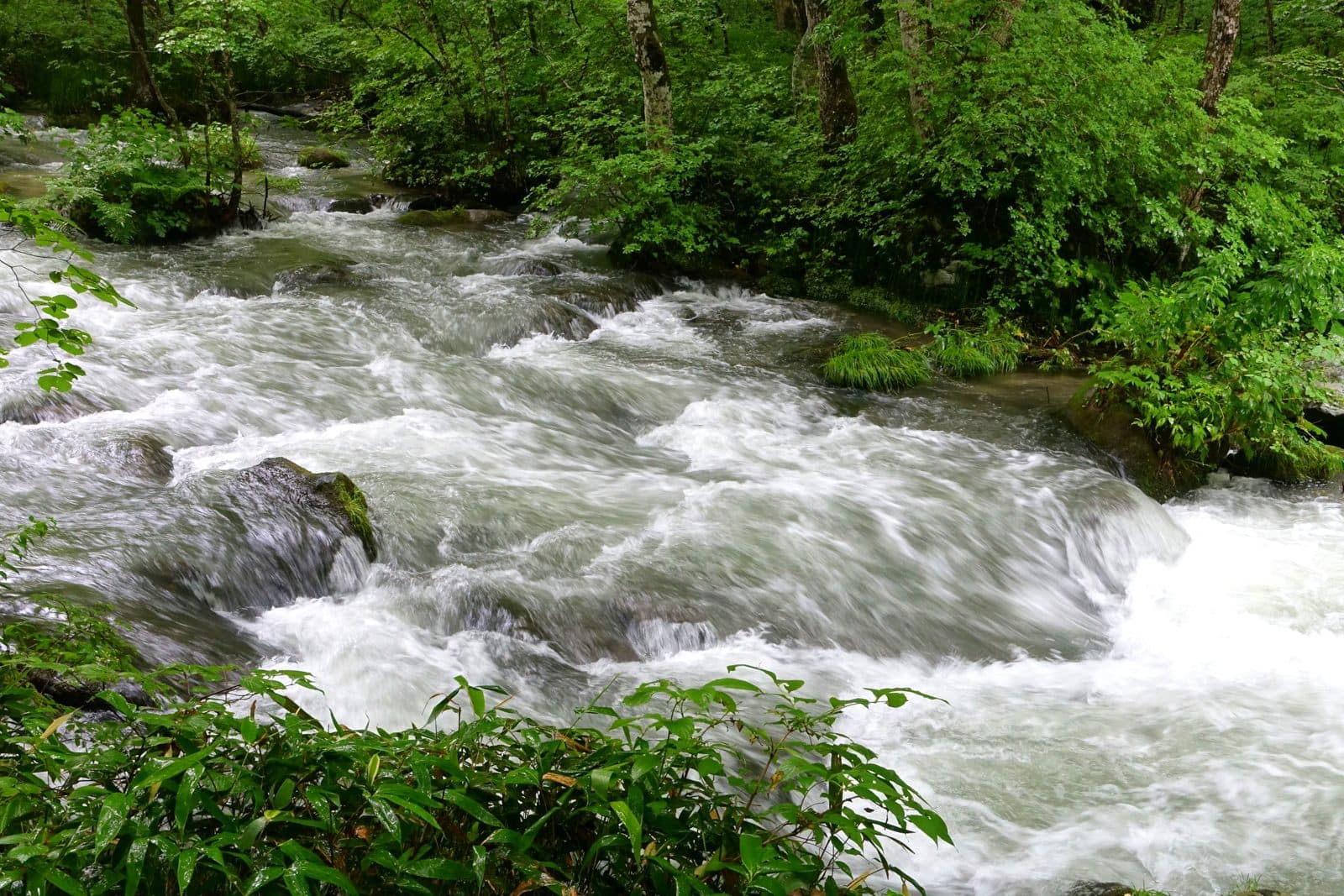 White water rushing over mossy rocks in the Oirase Stream, with green plants in front
