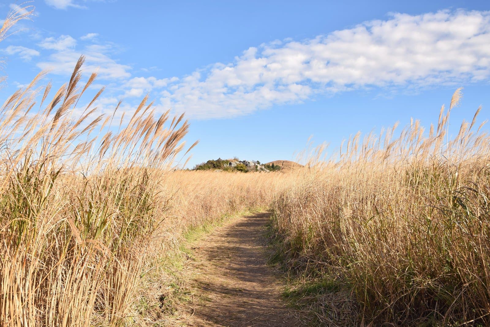 A path through tall golden silver grass under a blue sky