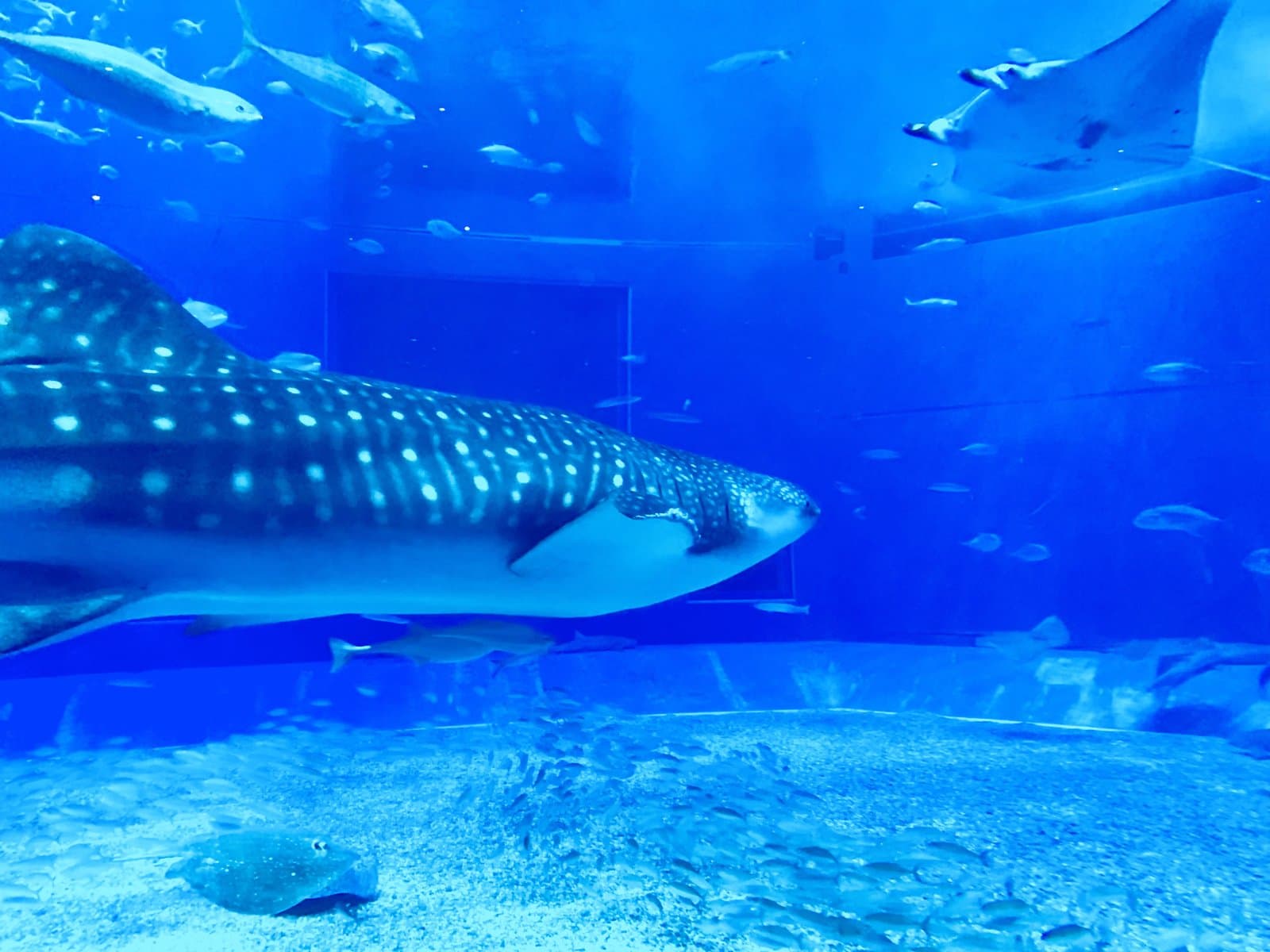 A whale shark and manta rays swimming with schools of fish in a huge blue tank